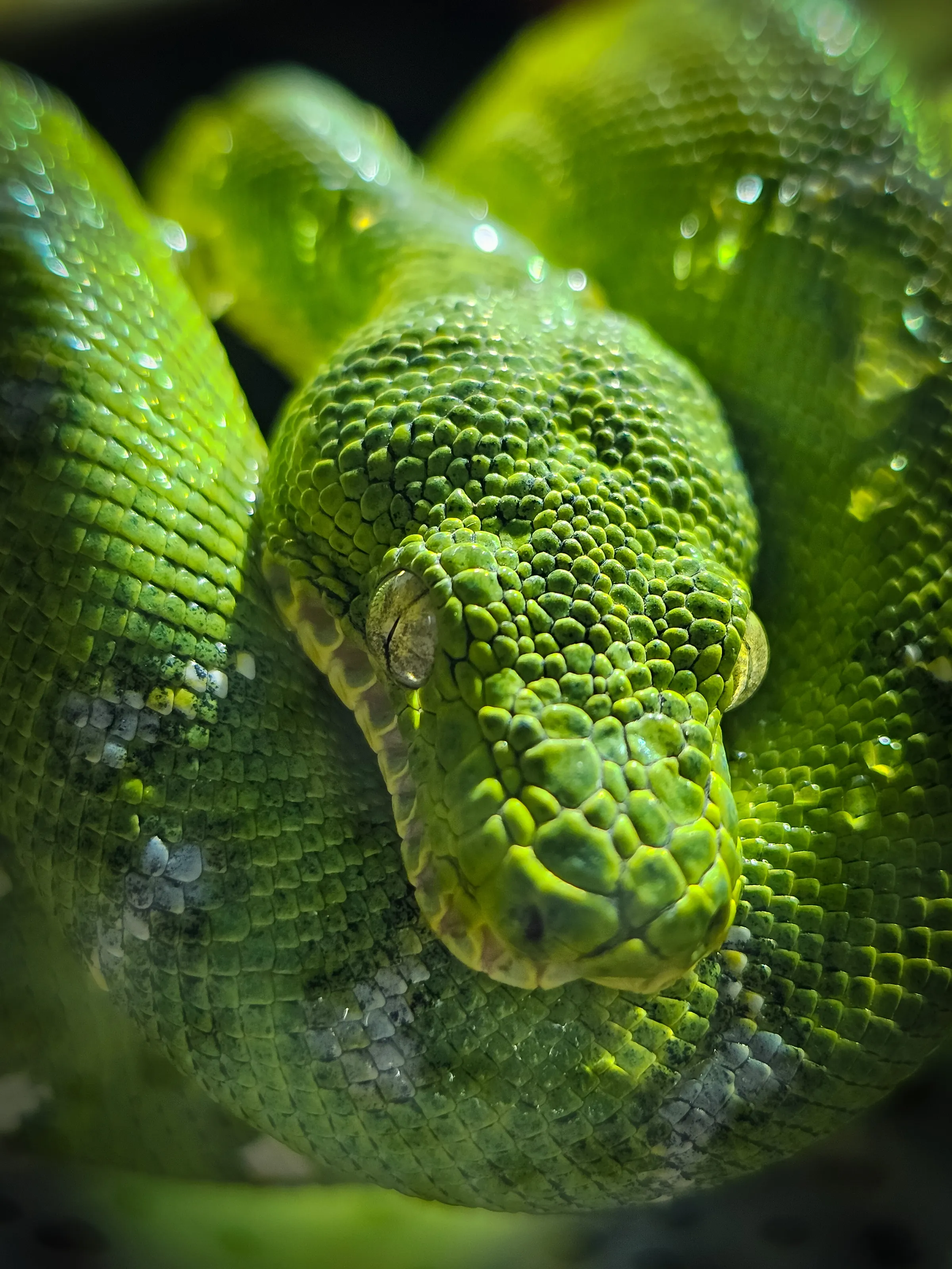 Emerald Tree Boa