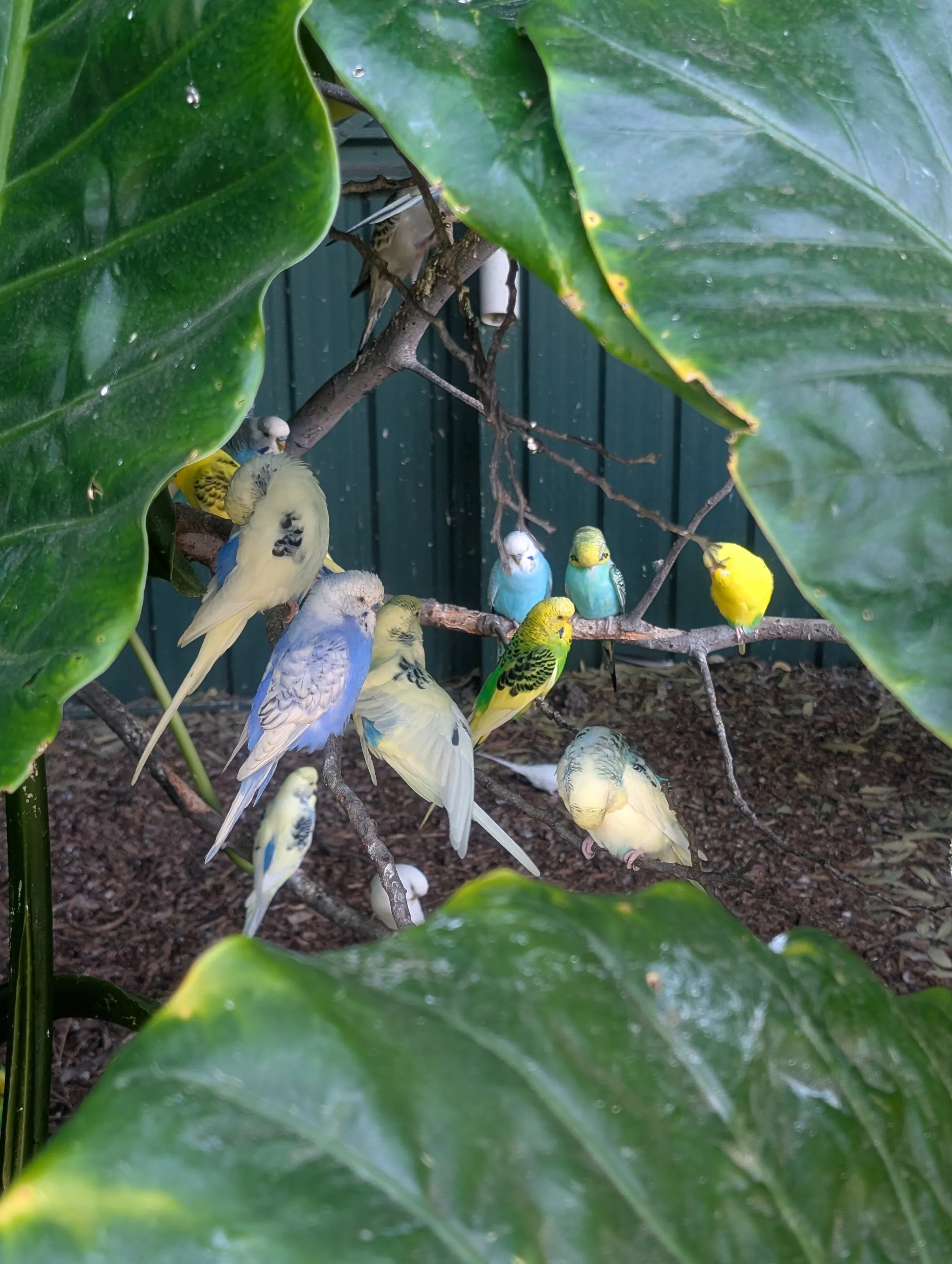 Budgies
