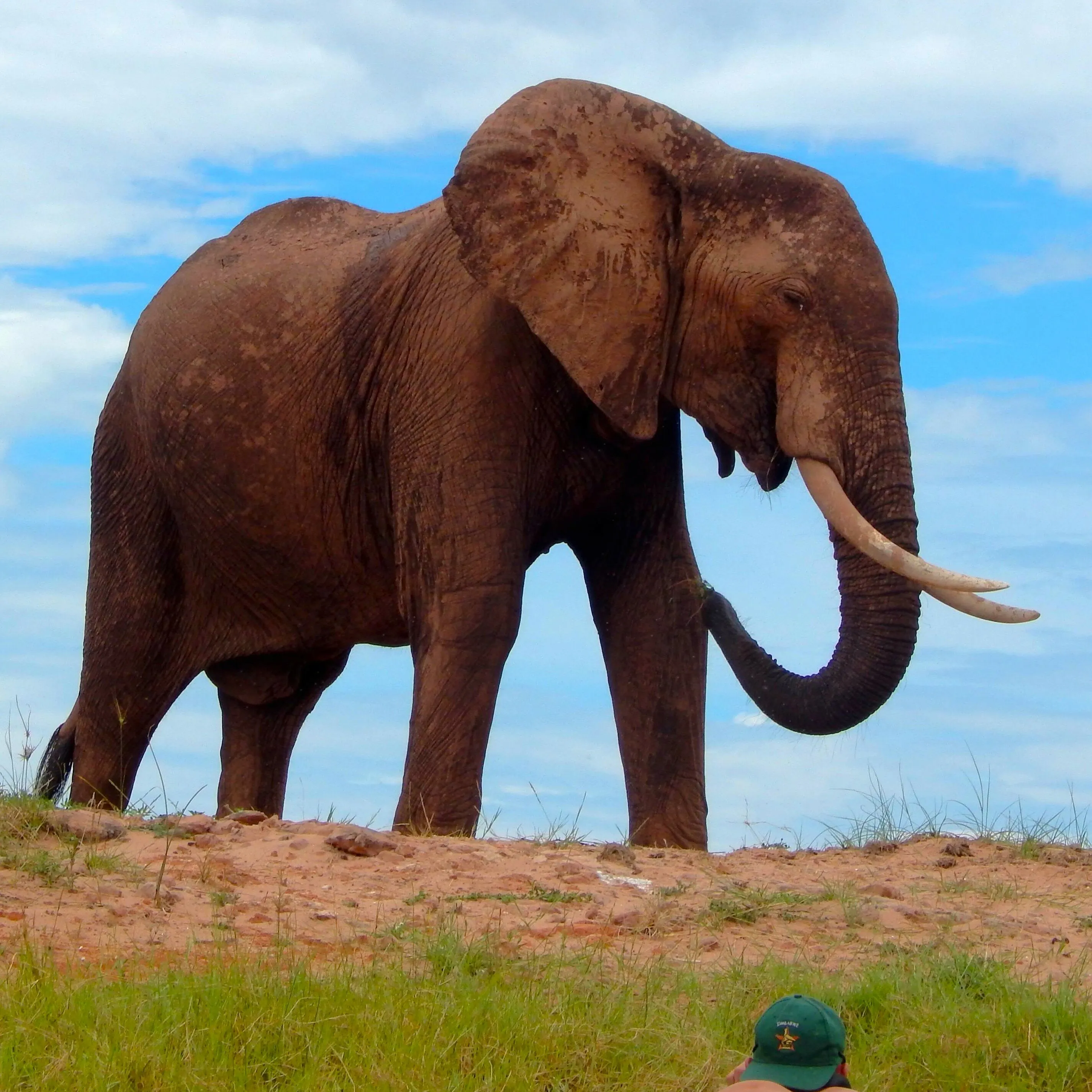 Zimbabwe - Kariba Elephant