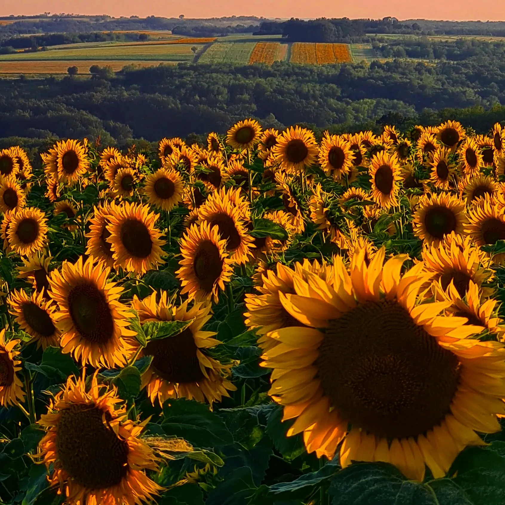Sunflower field