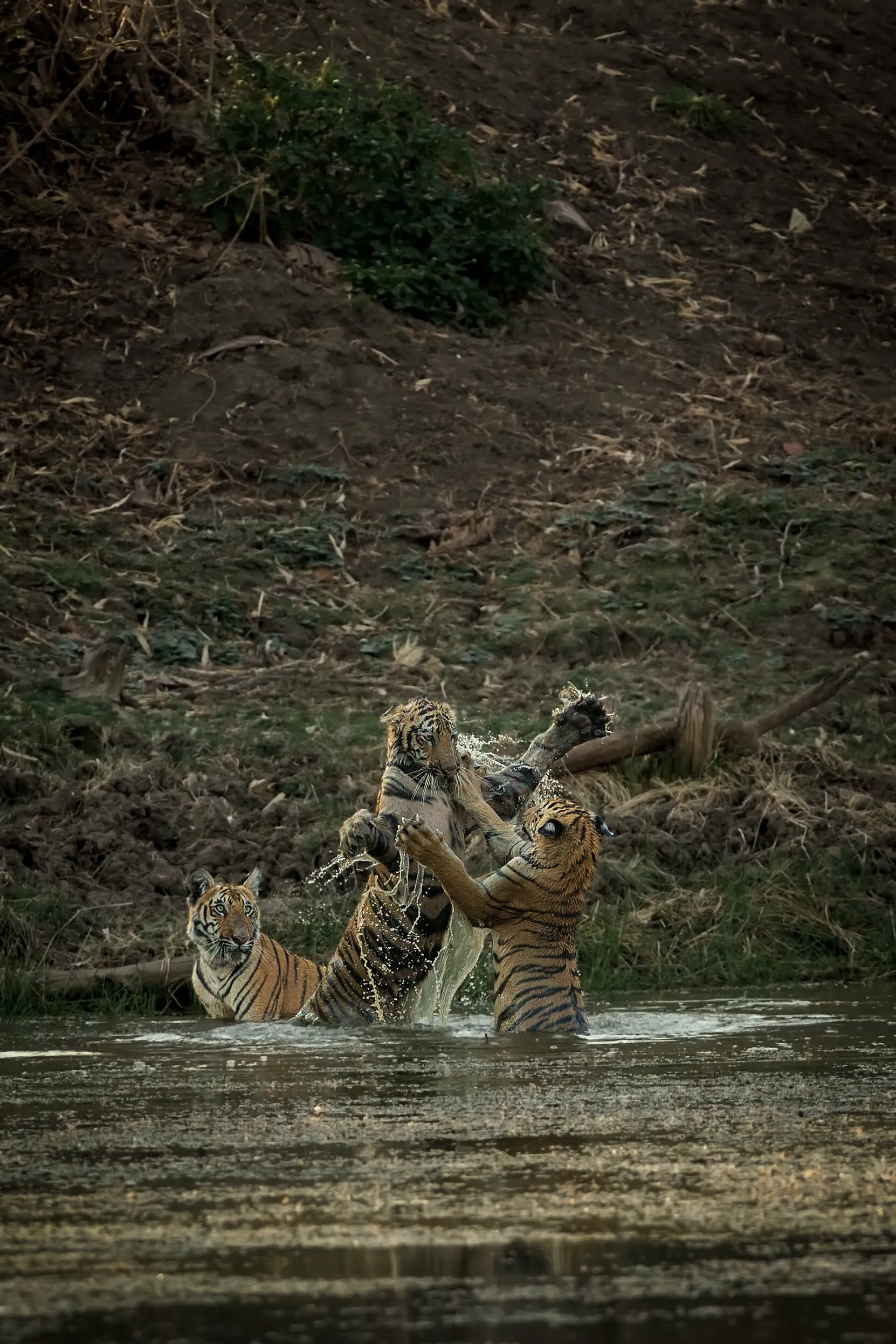 Sparring