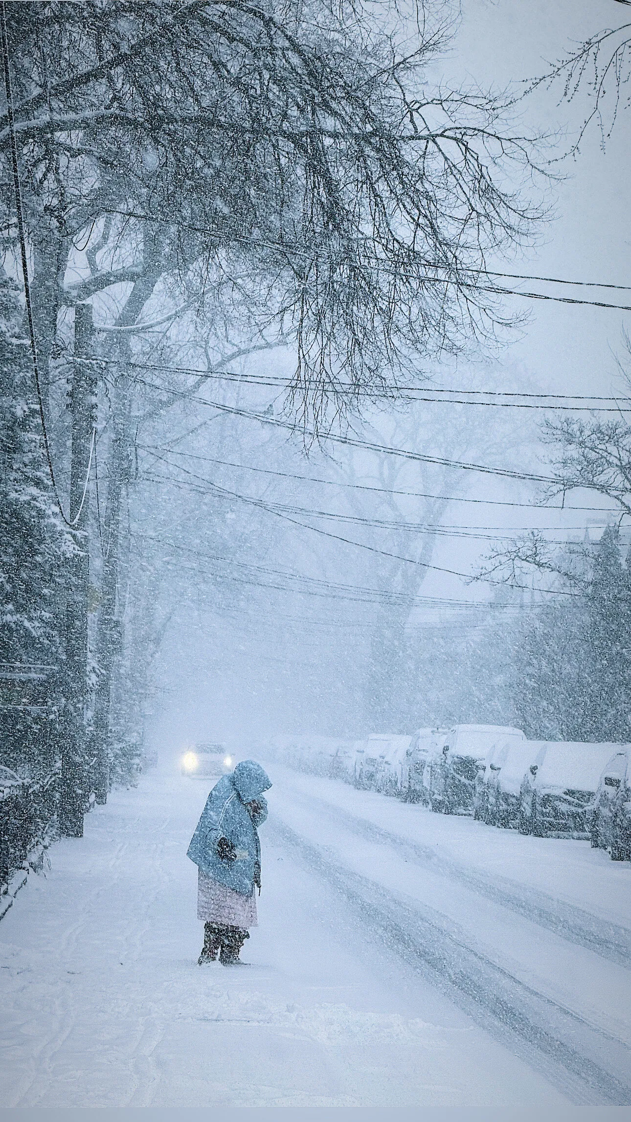 Snowy Bellwoods