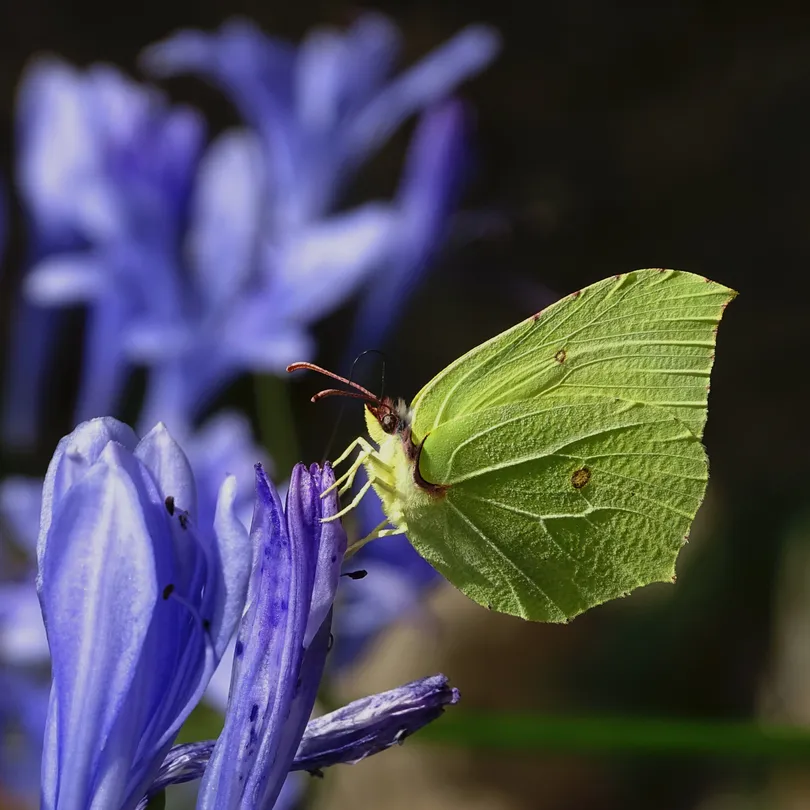 Butterfly on agapanthus