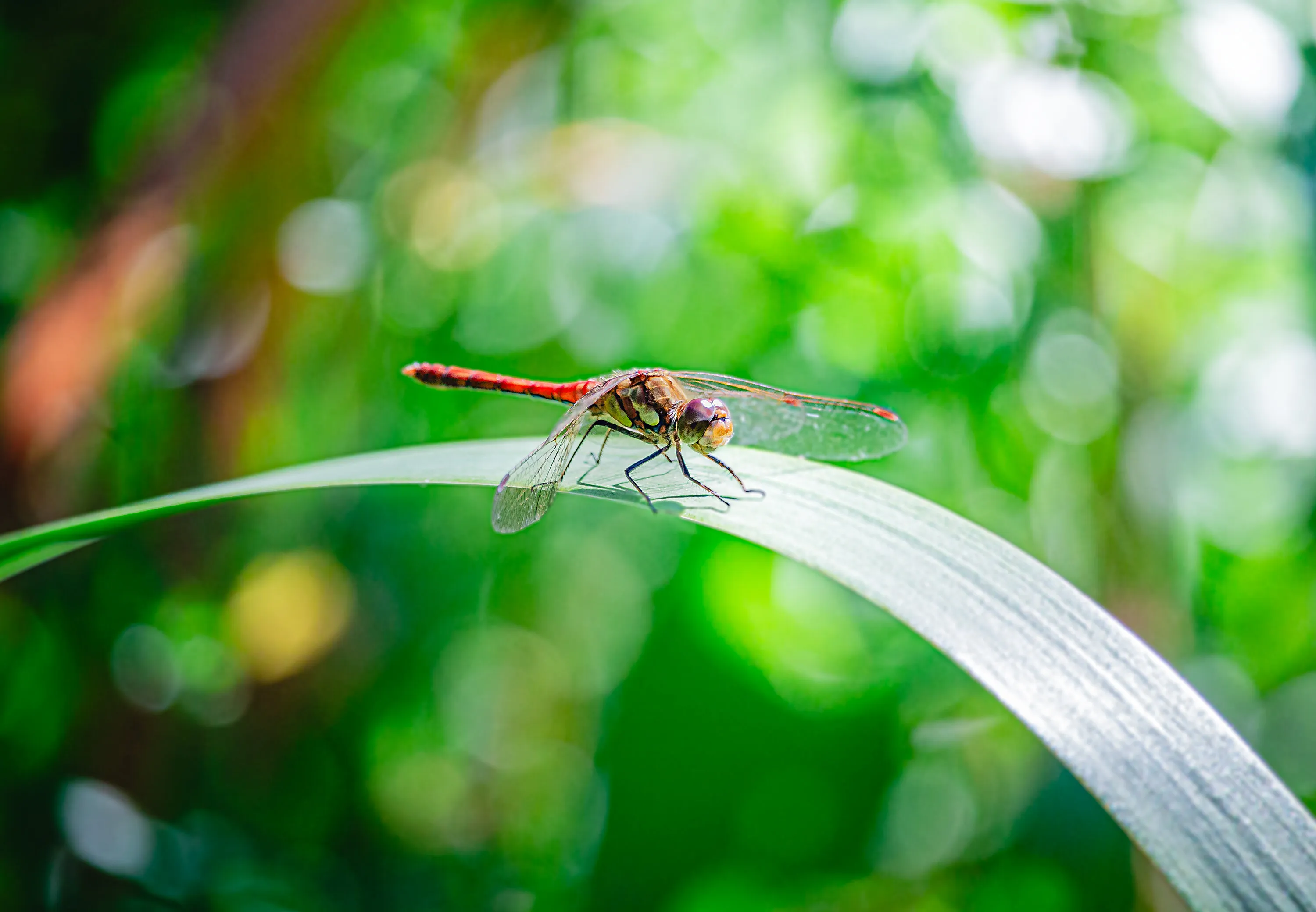 Tiny Tightrope Walker