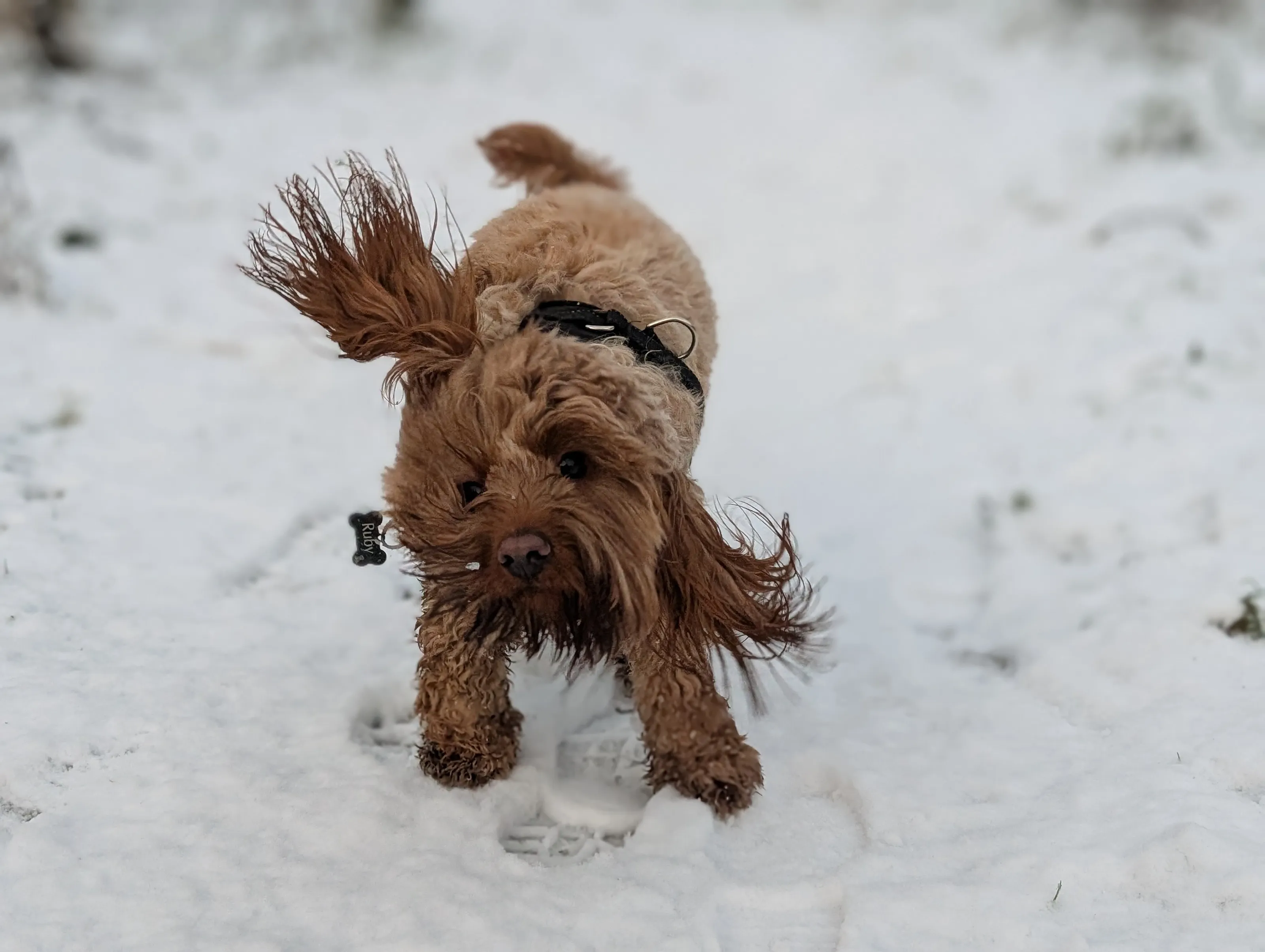 Shaking off the snow