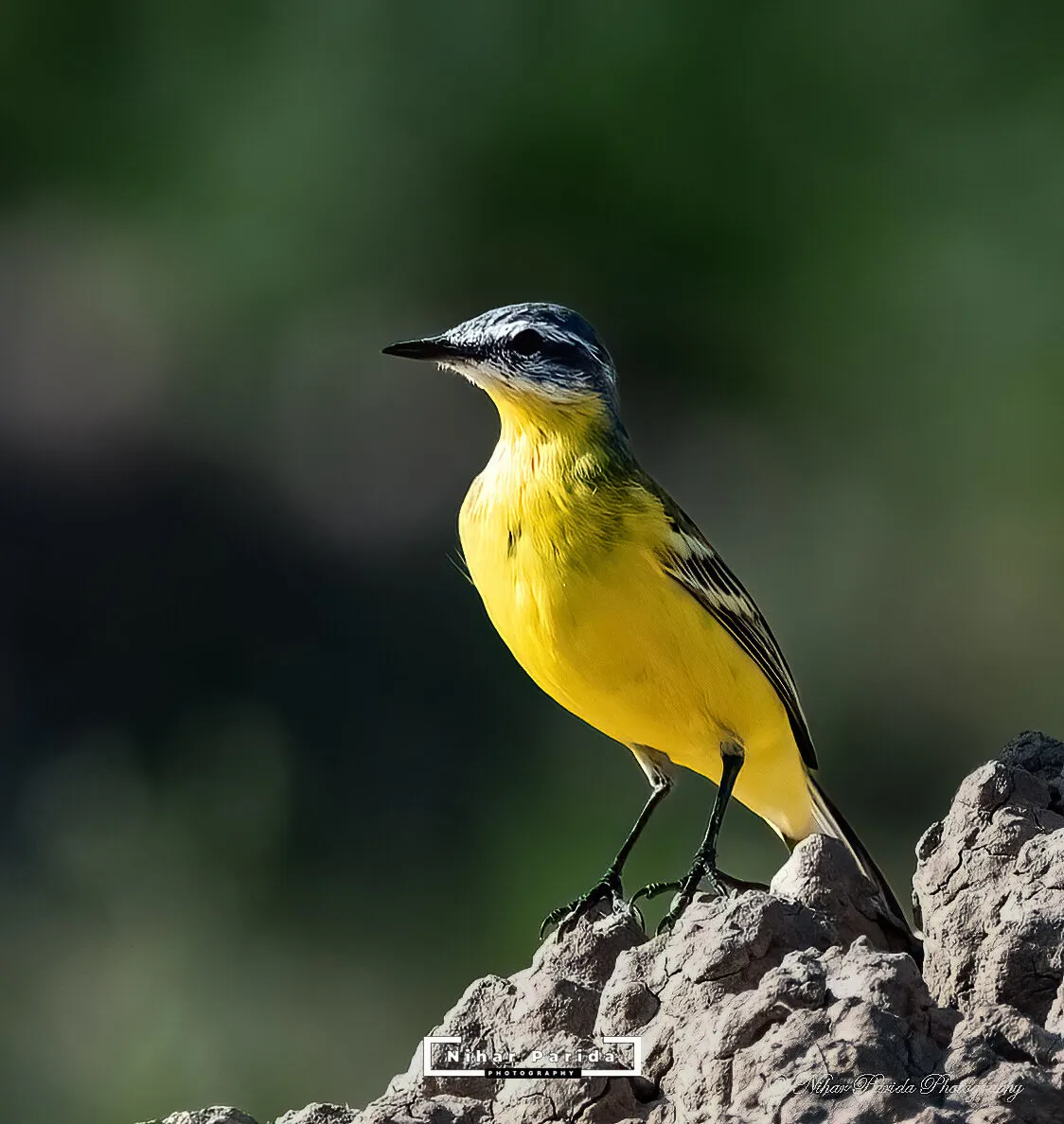 Western Yellow Wagtail