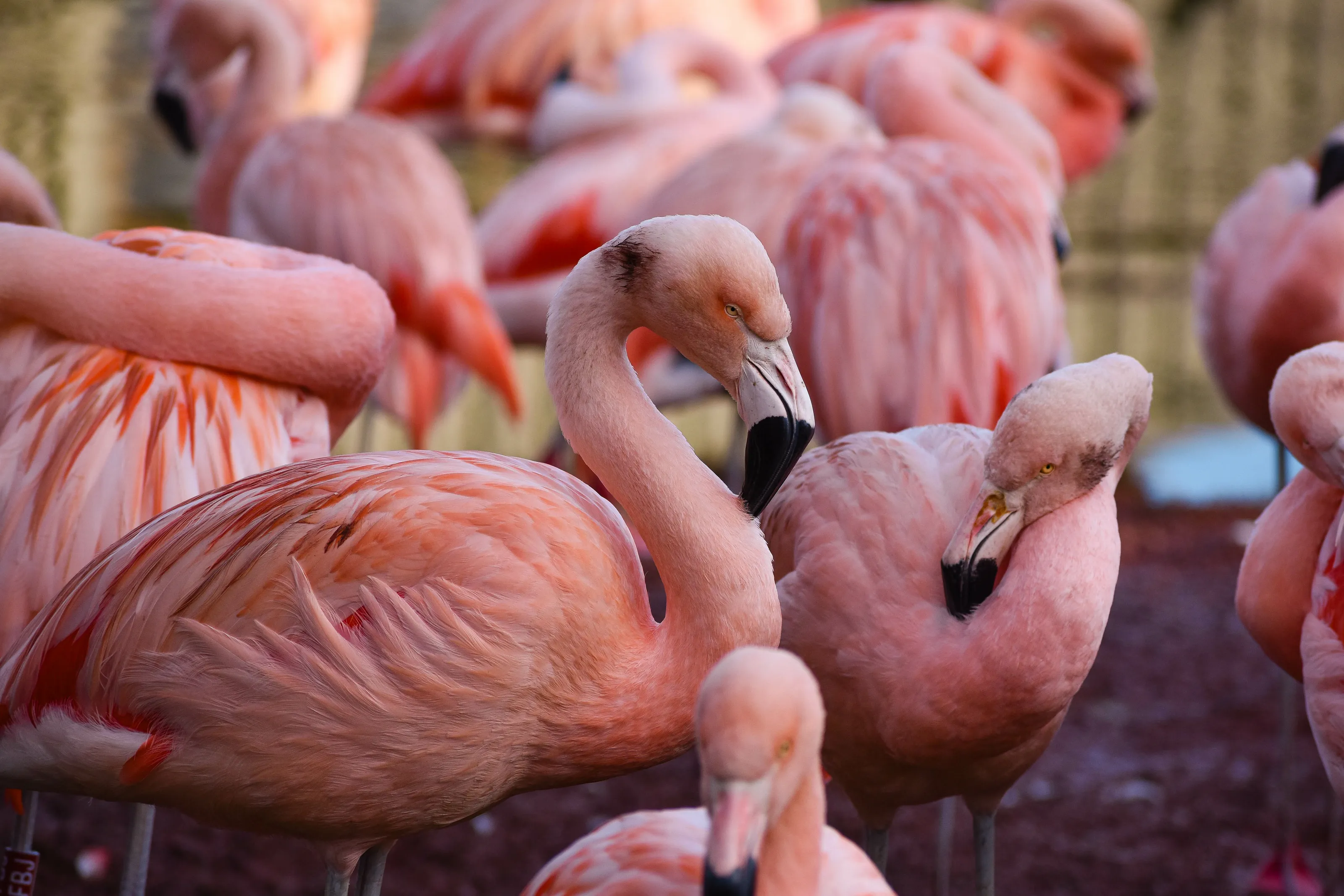 Flamingos