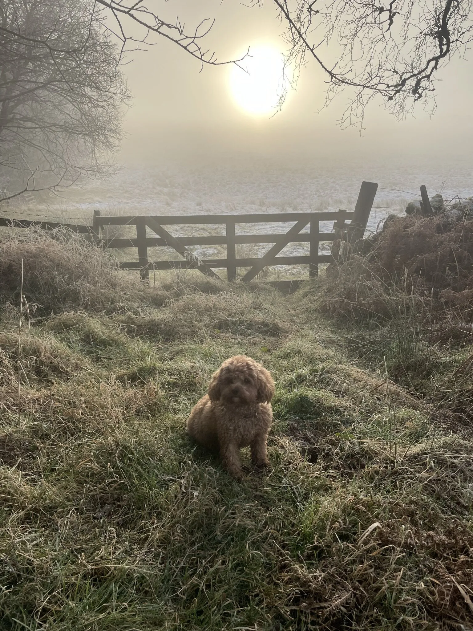 Misty Morning