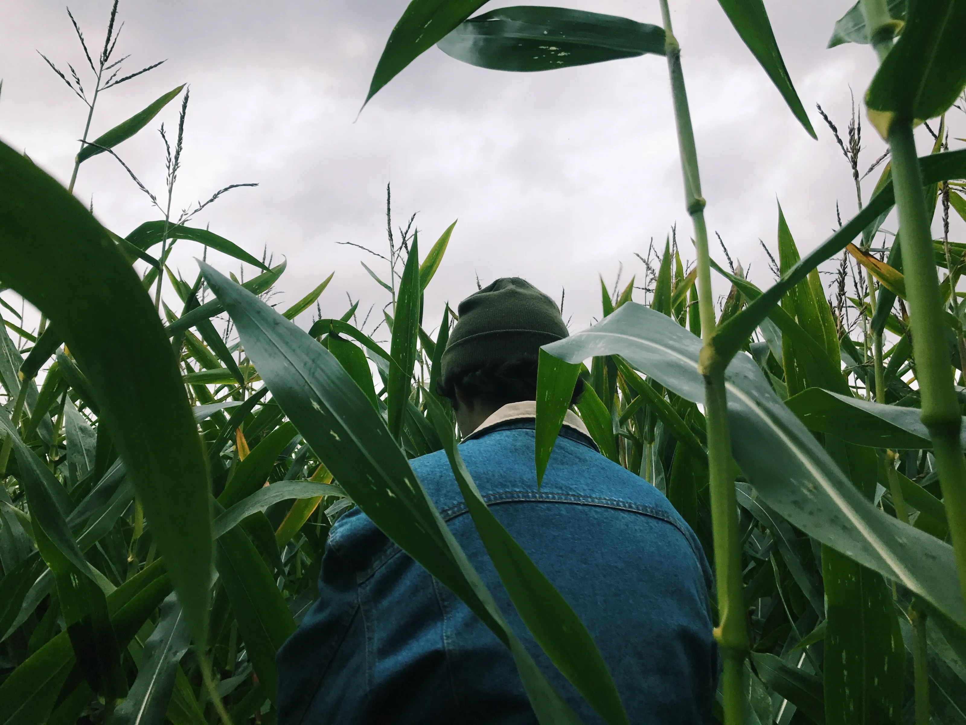 Corn Field