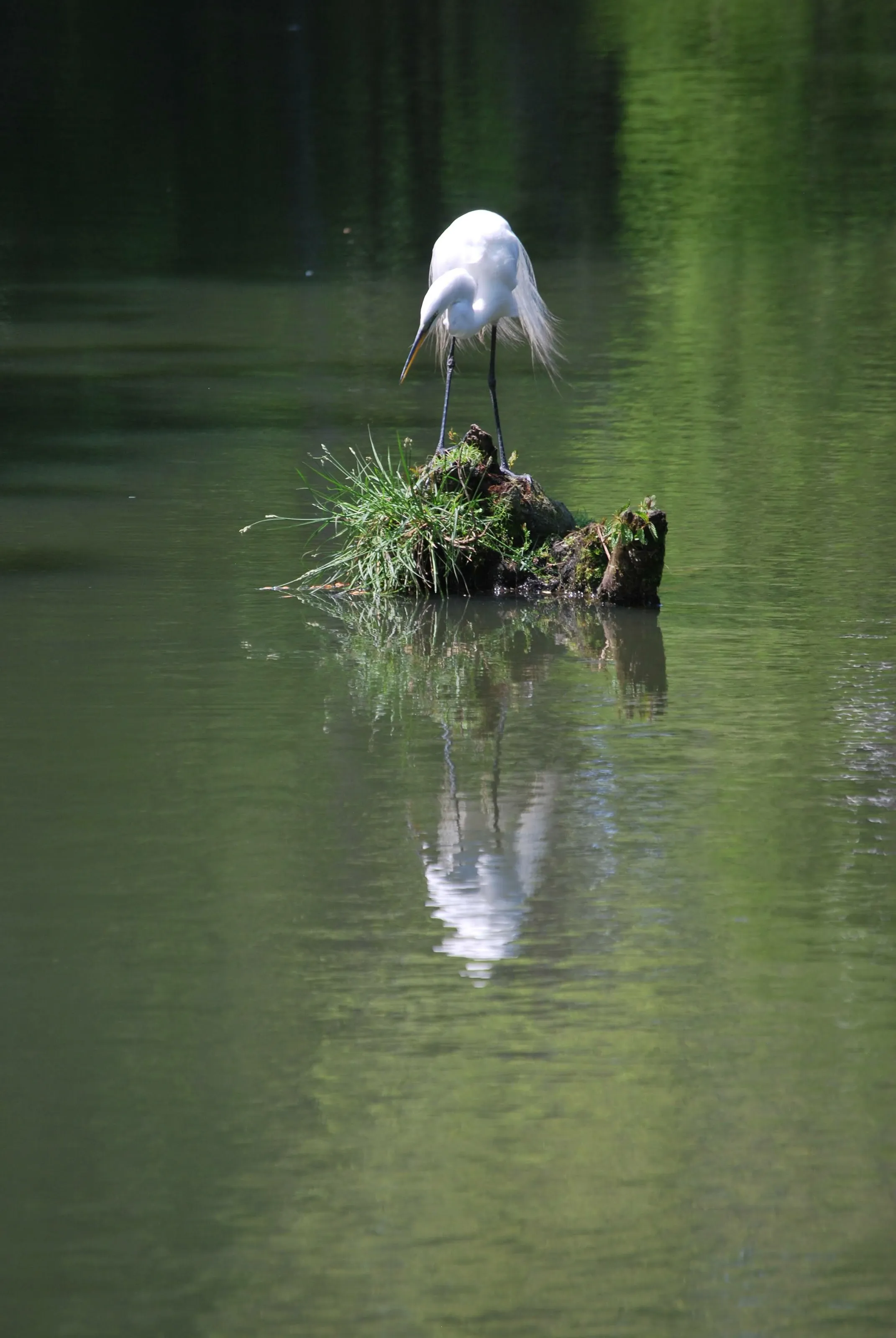 Marsh life Egret Reflection