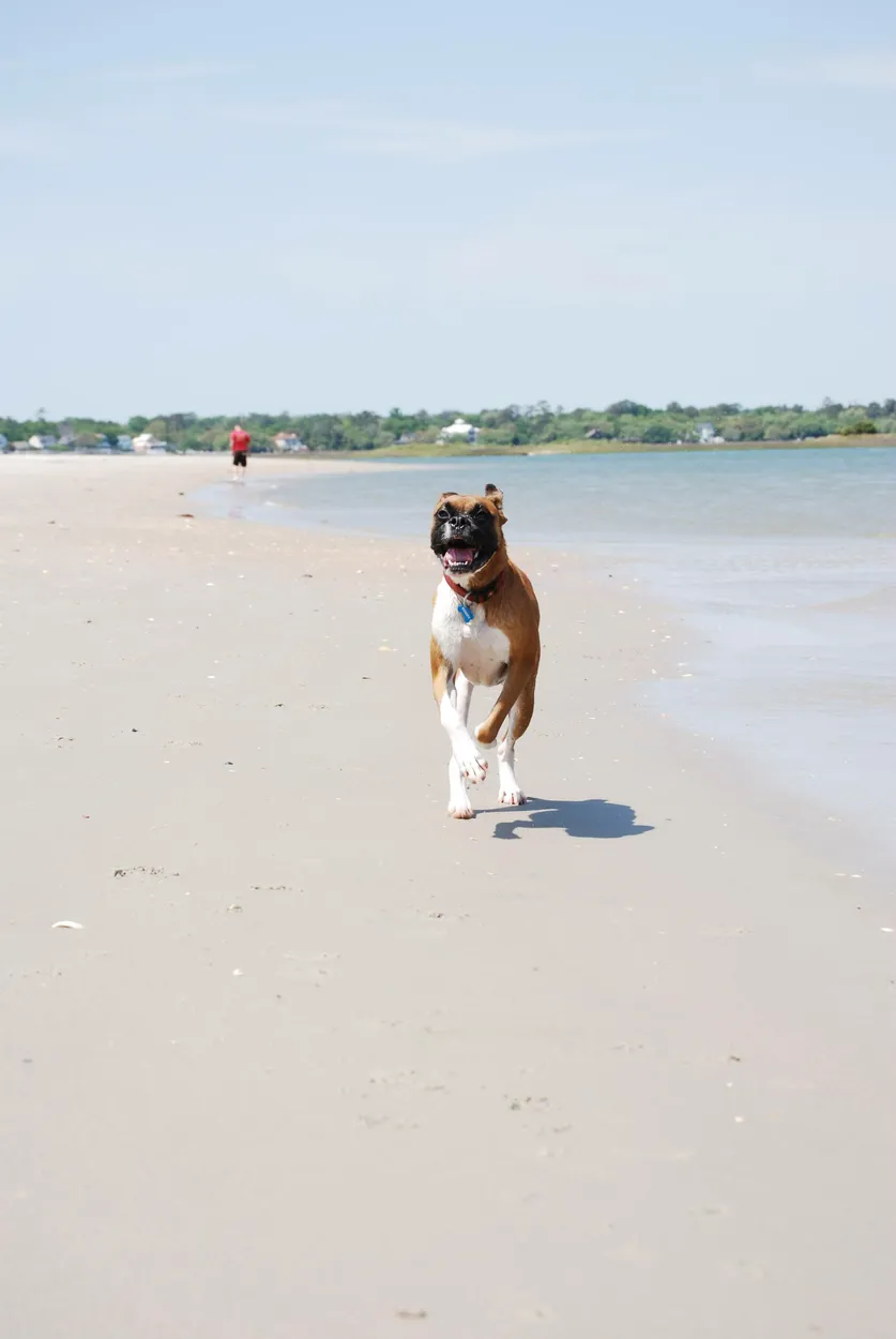 Happy Dog