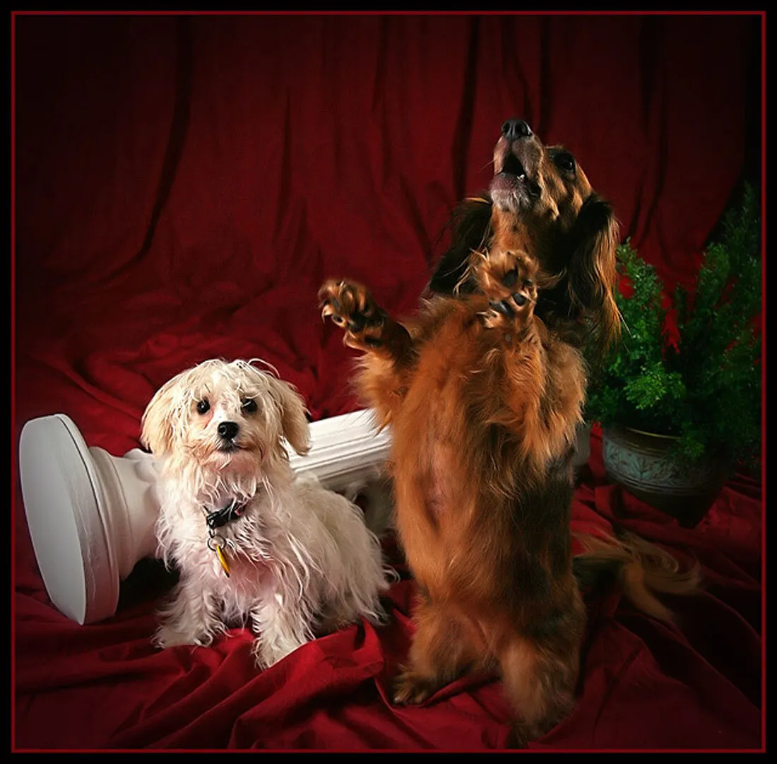 Divas