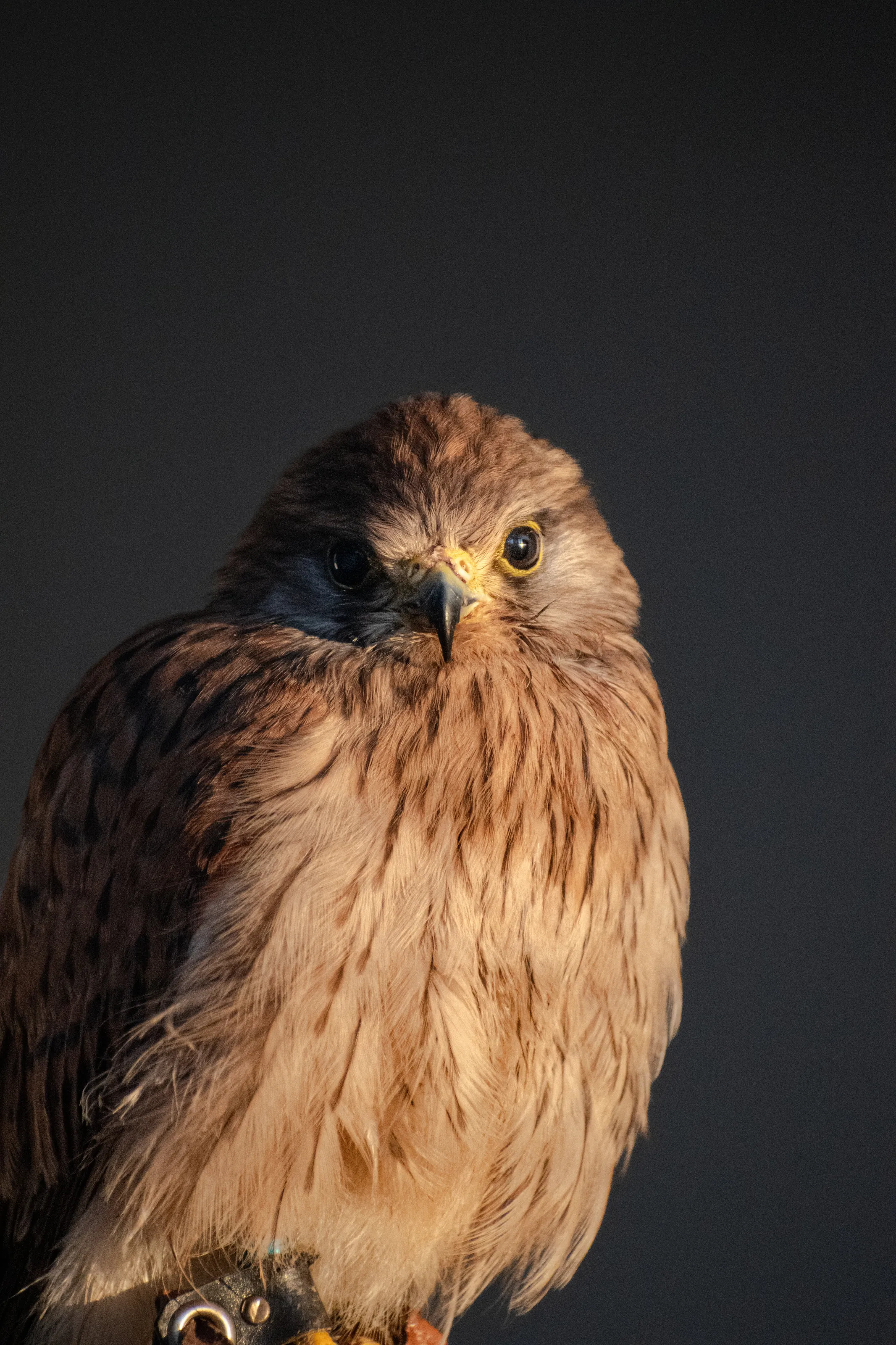 birds of prey