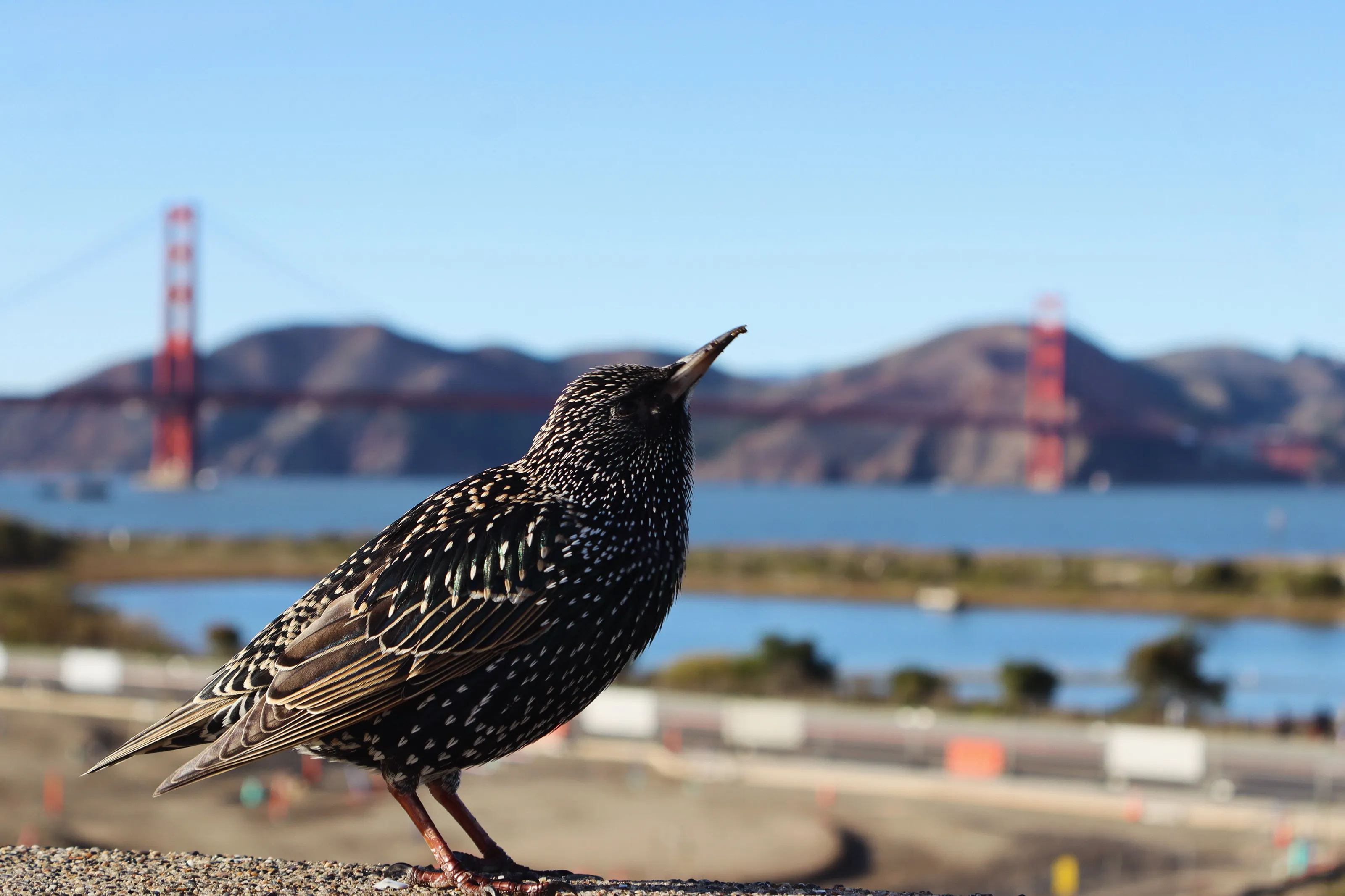 Golden Gate Bird