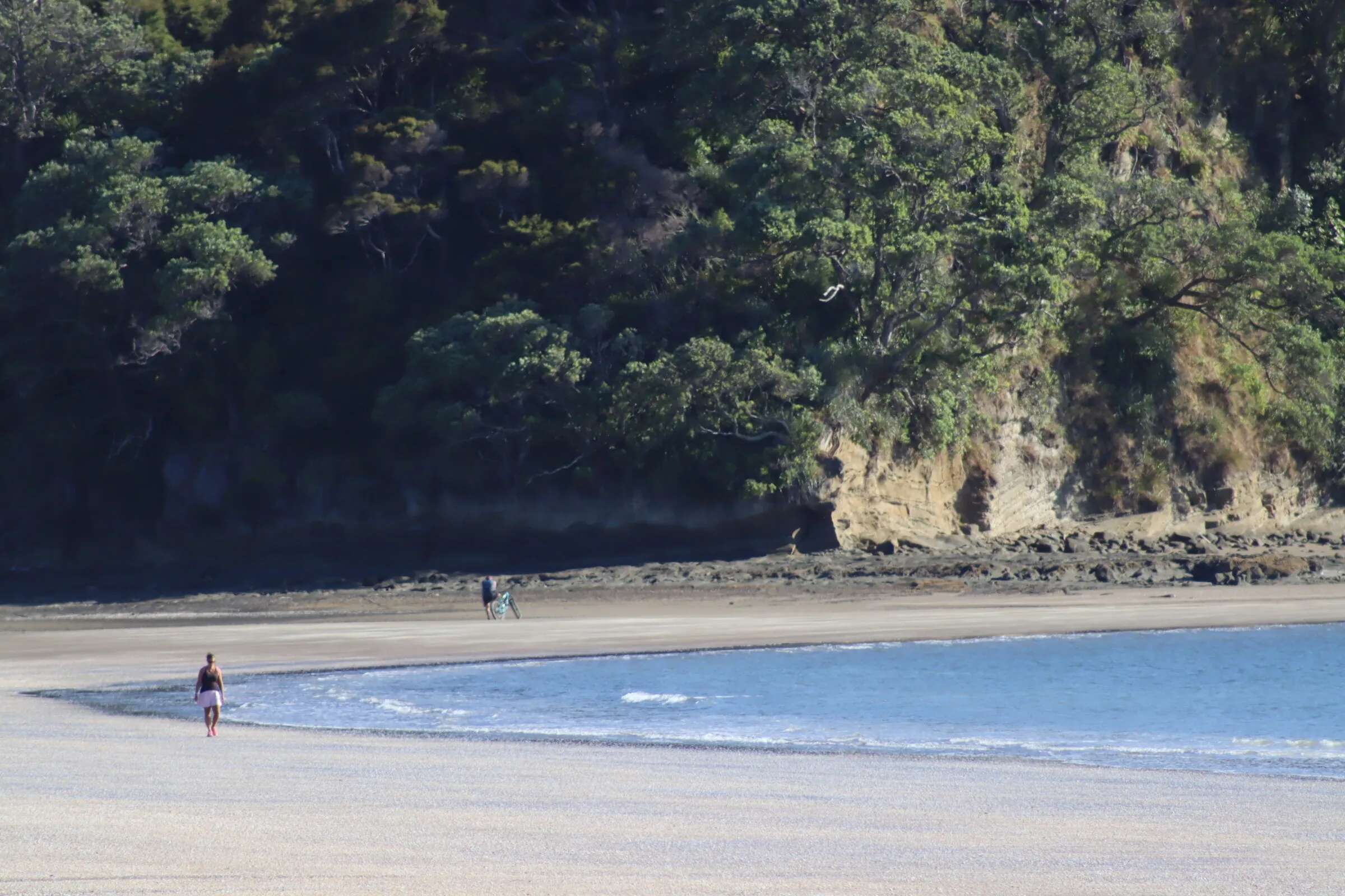 The majestic New Zealand bush watches over this Auckland beach