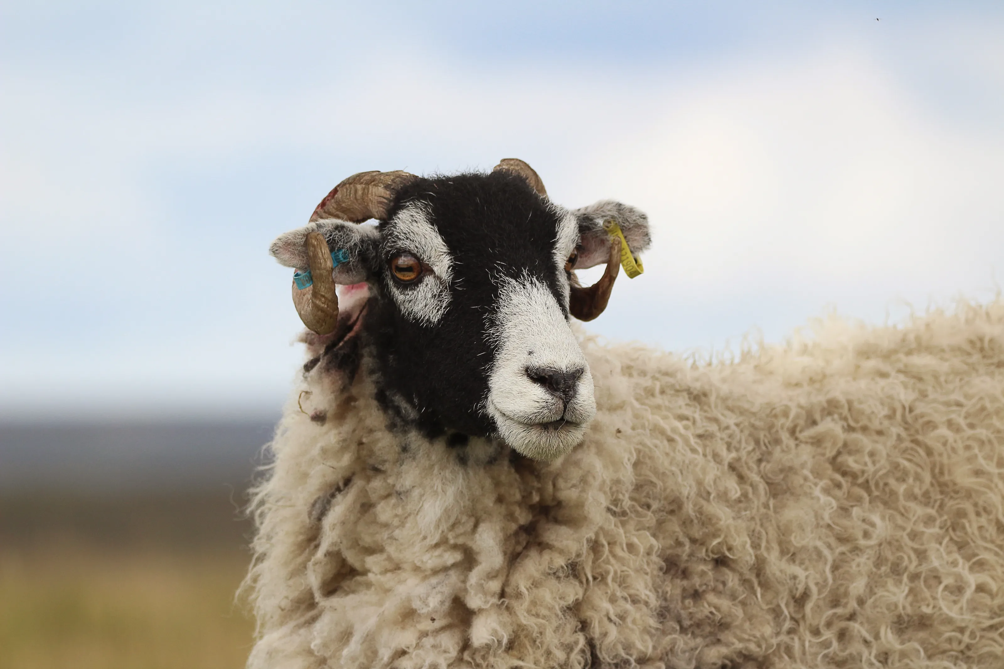Sheep of the Moors