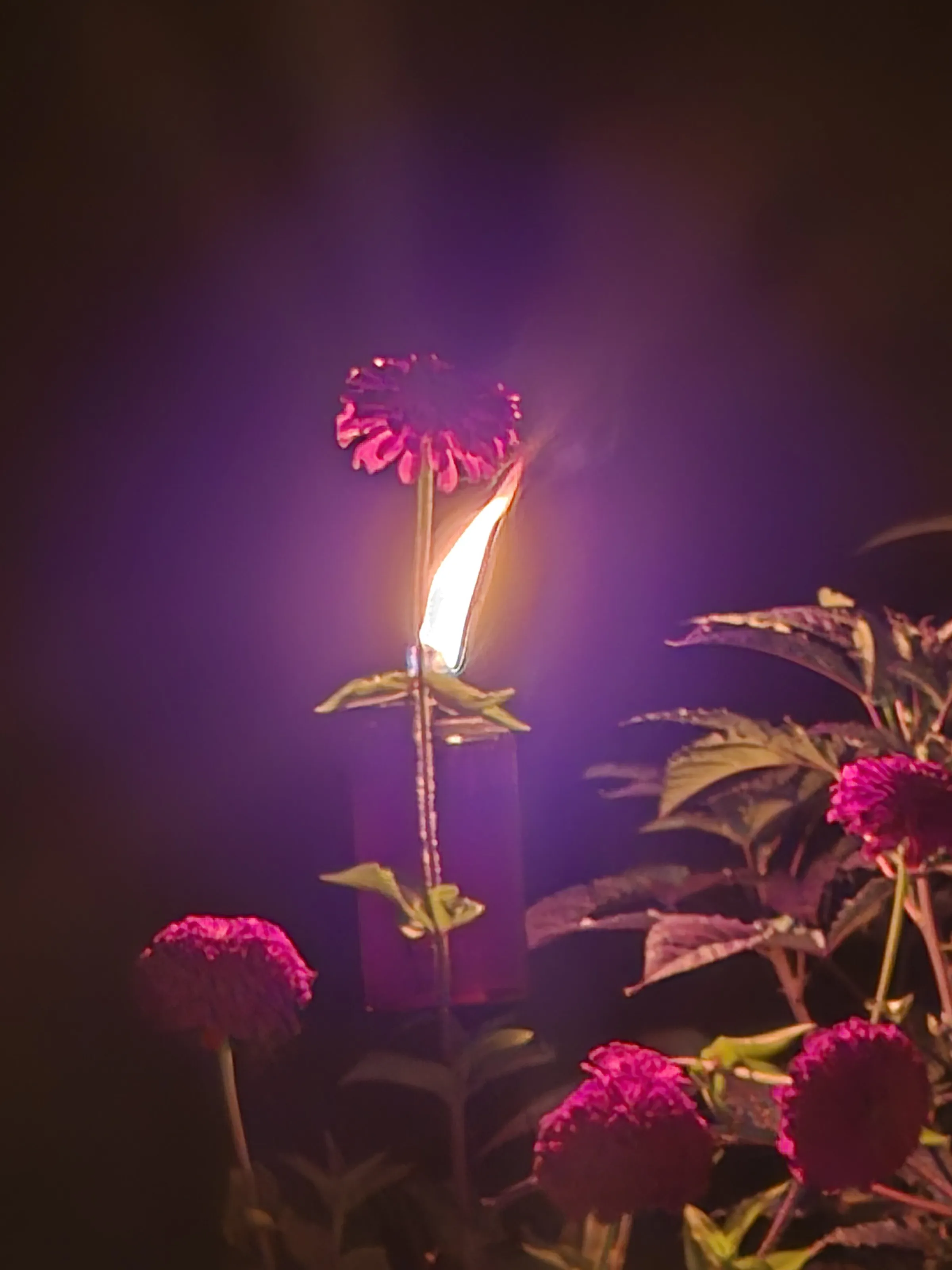 Night flame zinnia