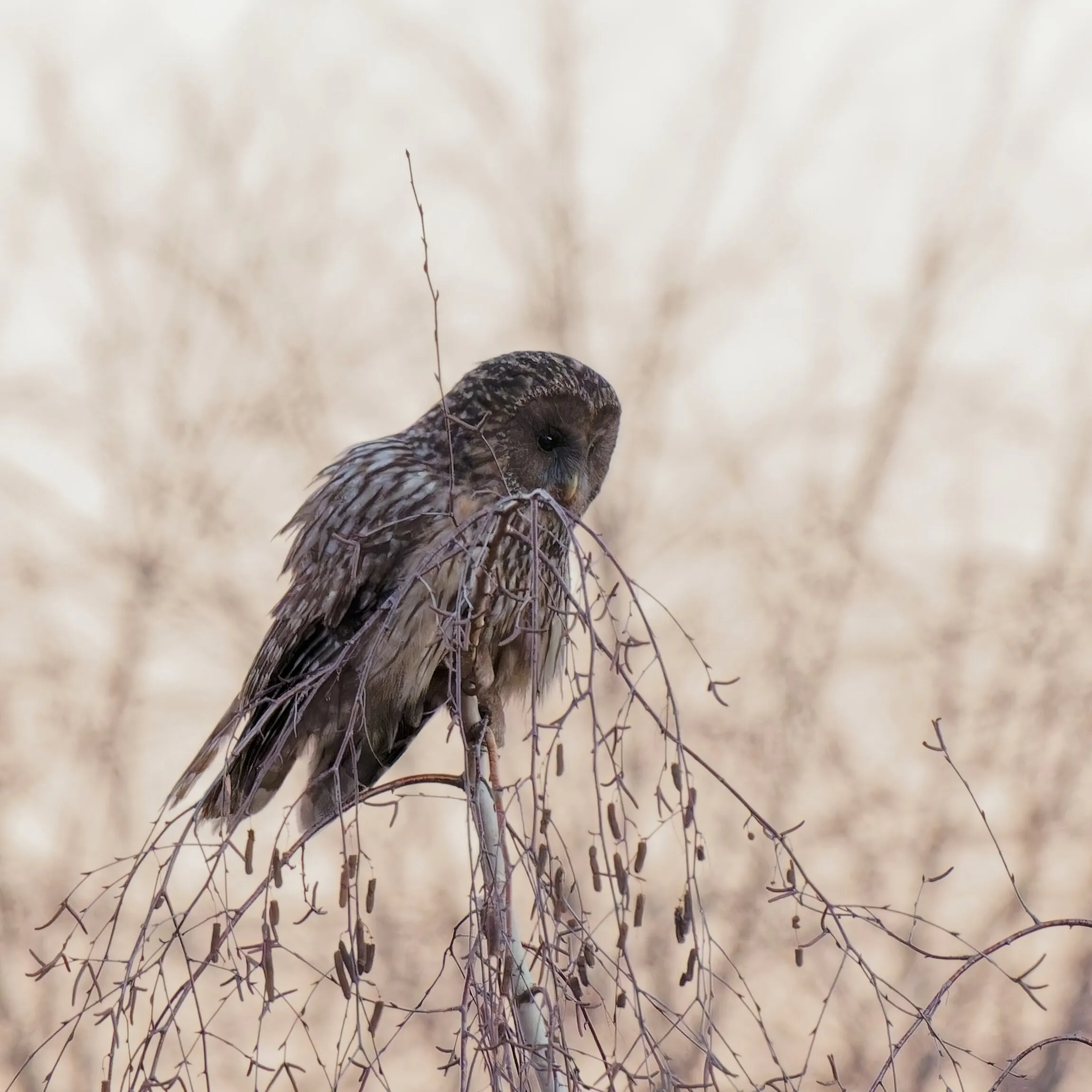 Ural Owl in Winter
