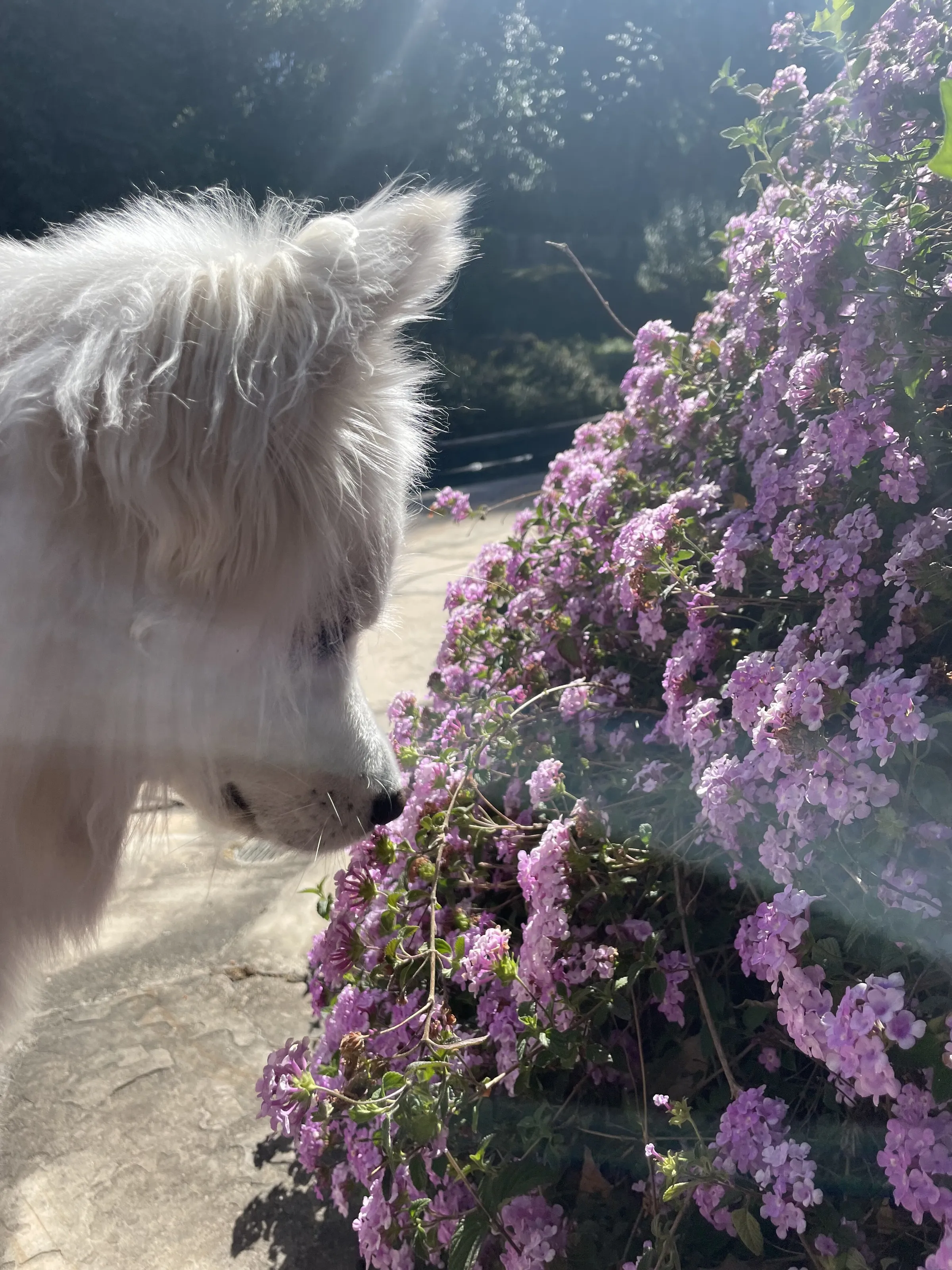 stop and smell the flowers
