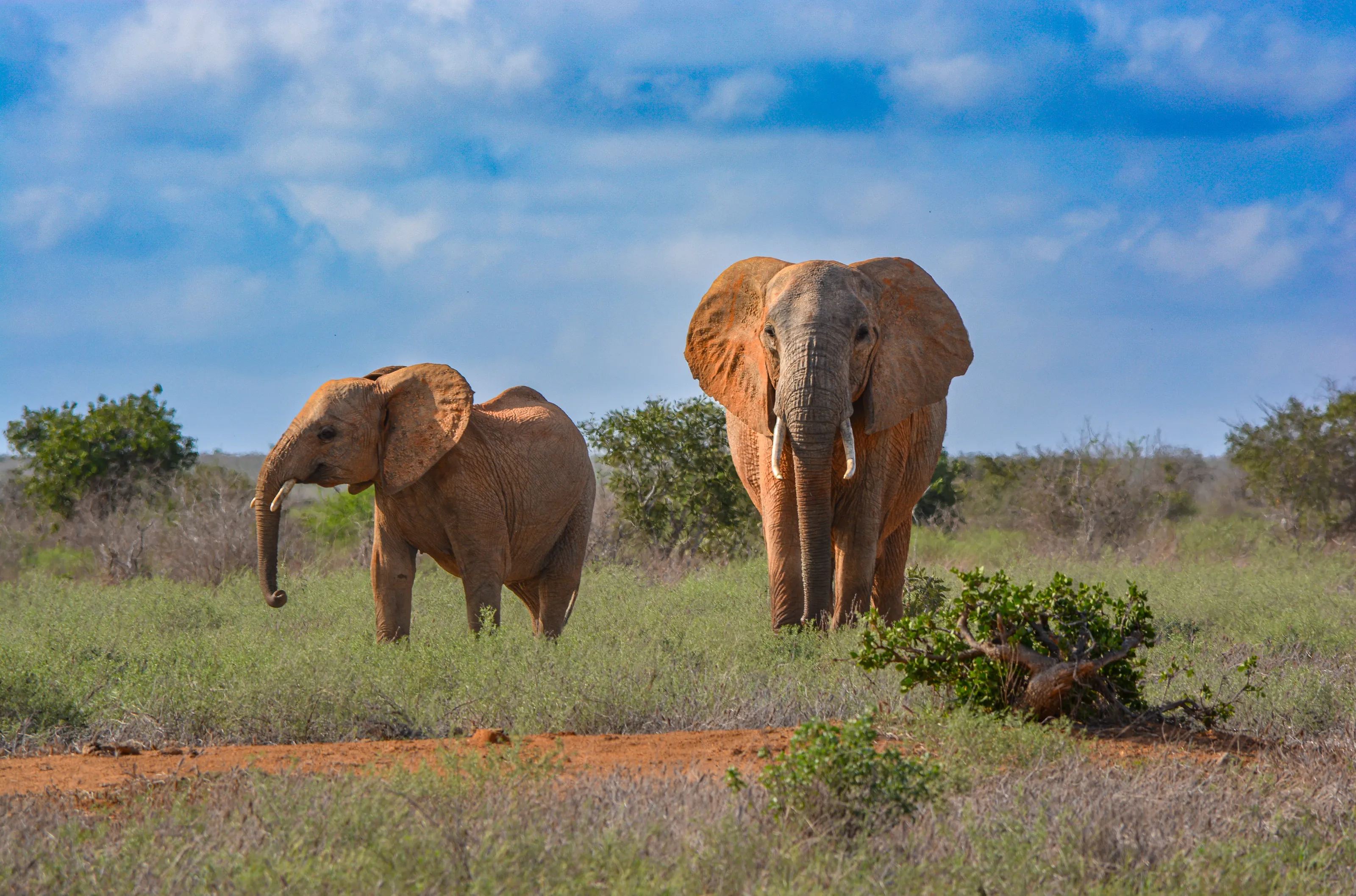 Elefanti allo Tsavo
