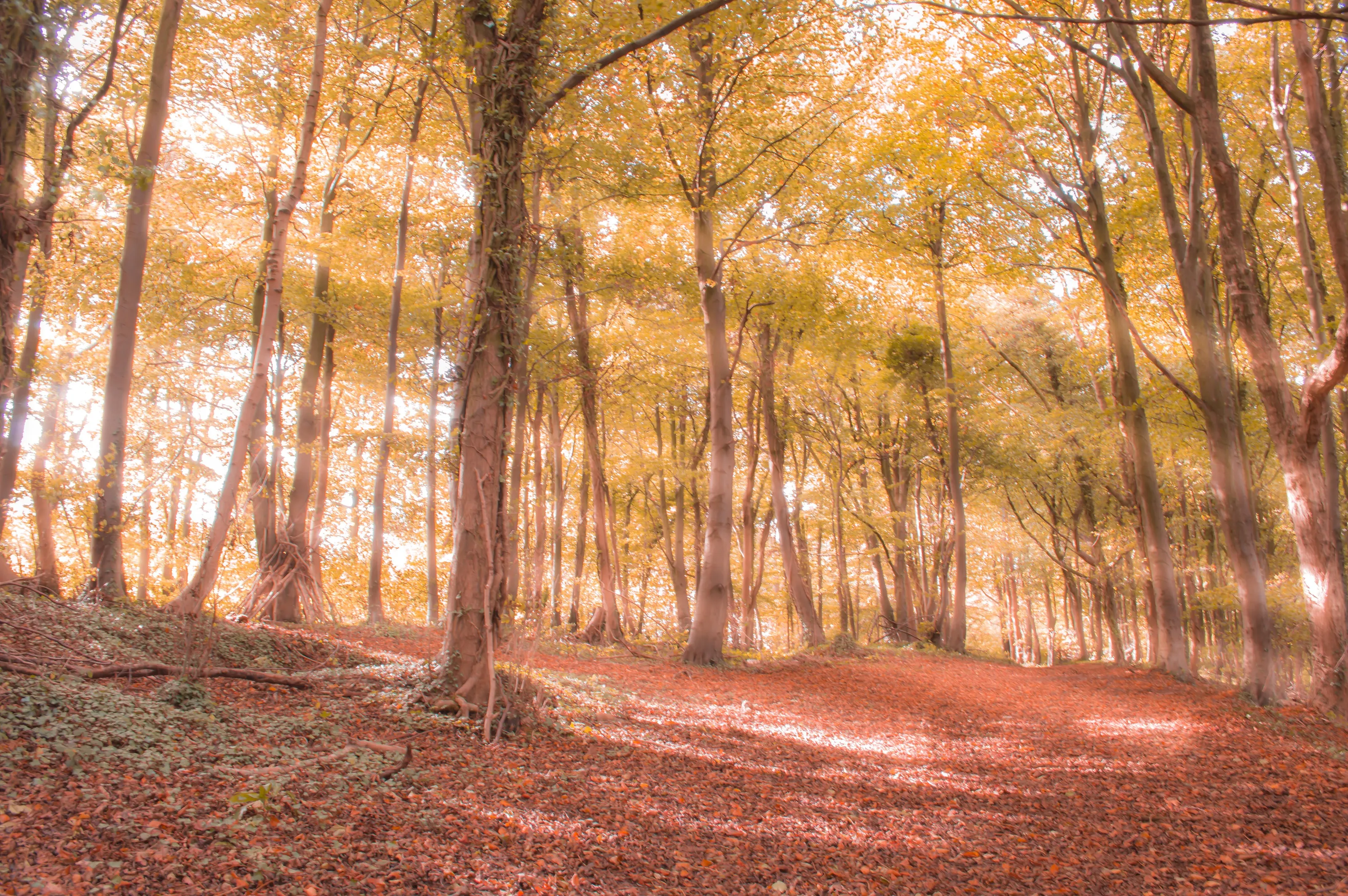 A flavour of autumn