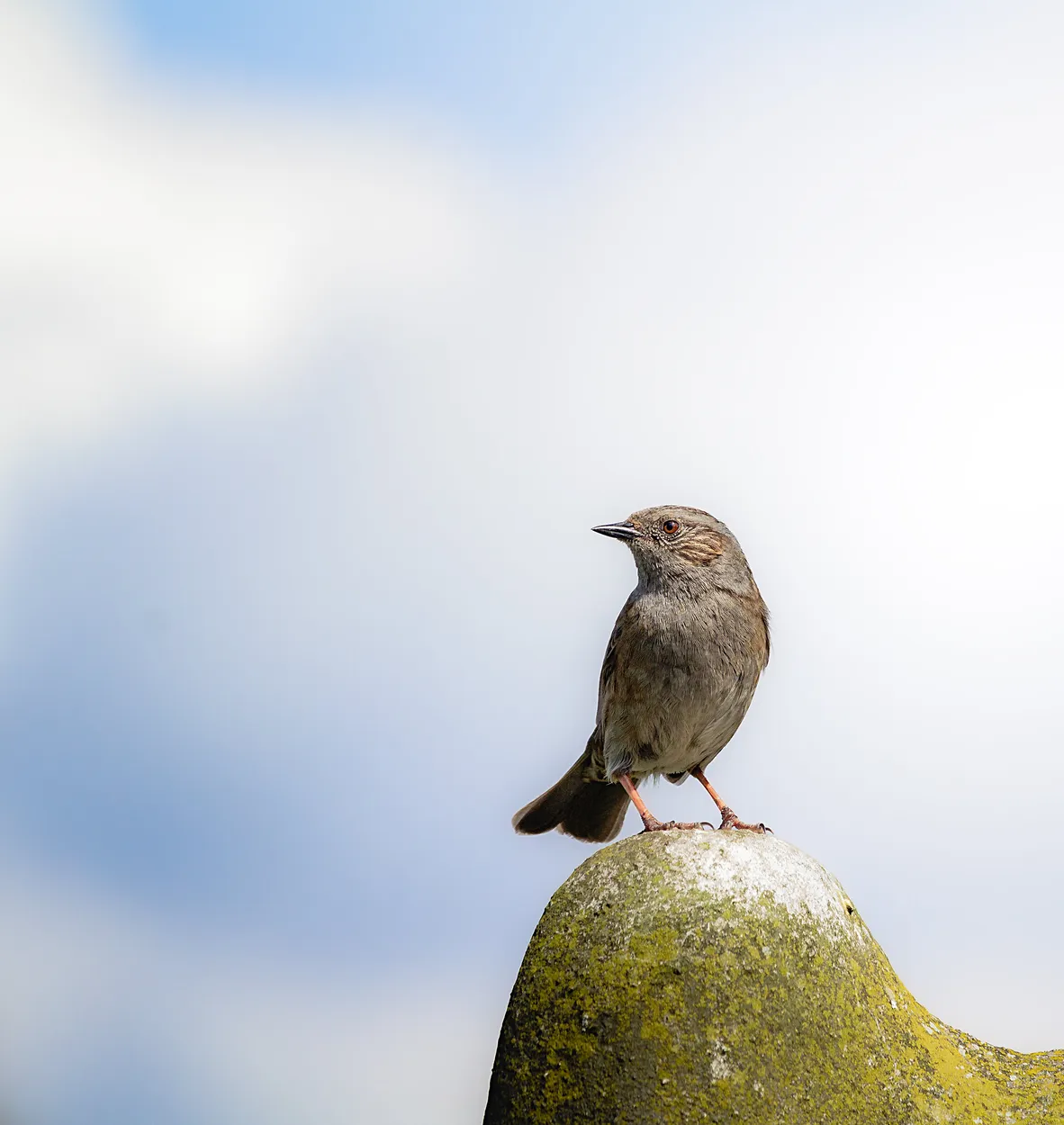 Entry 28062783