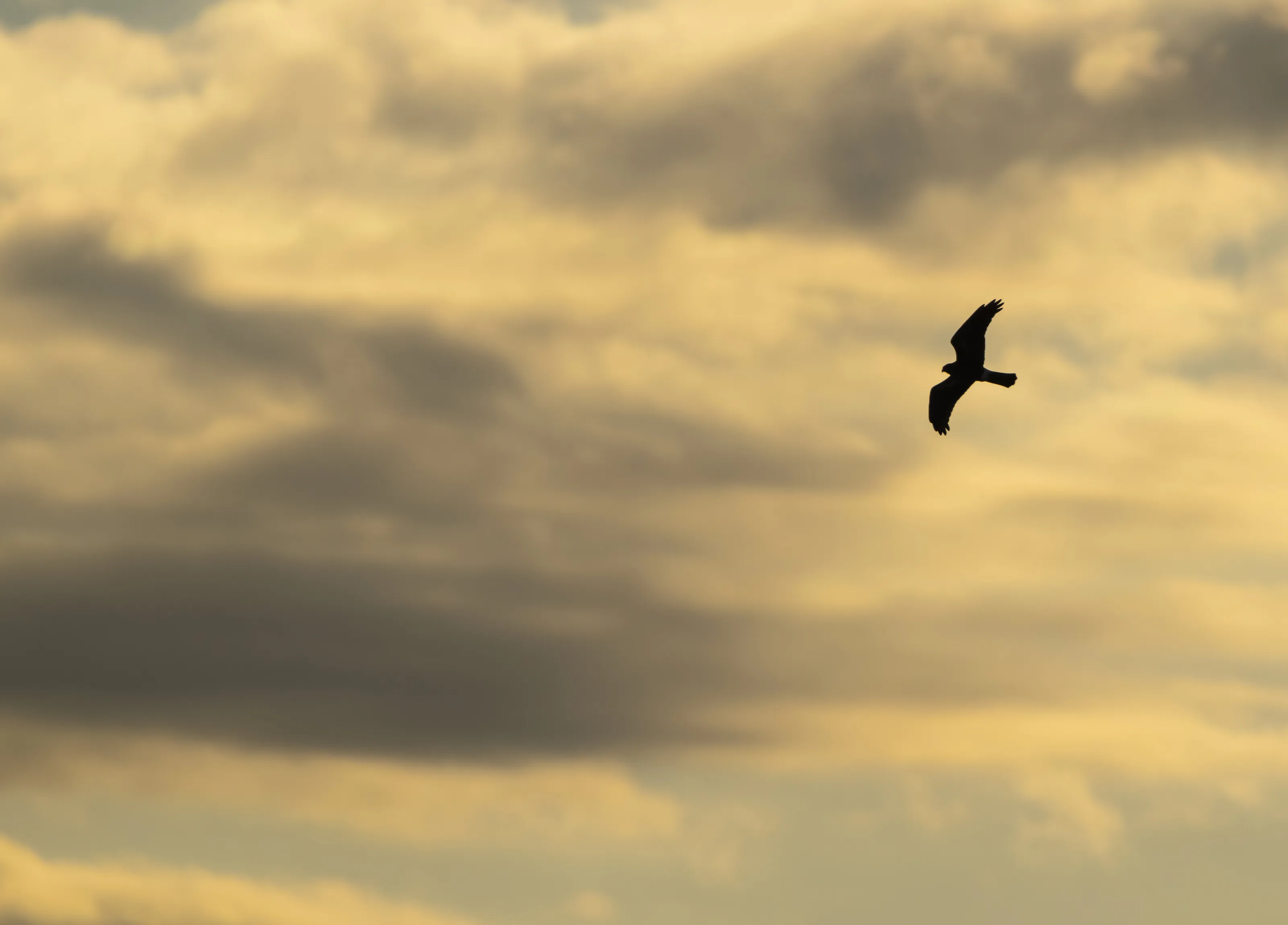 Northern Harrier