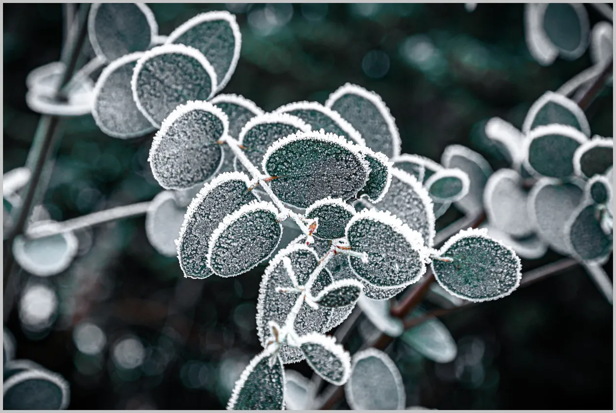 Entry 22949500