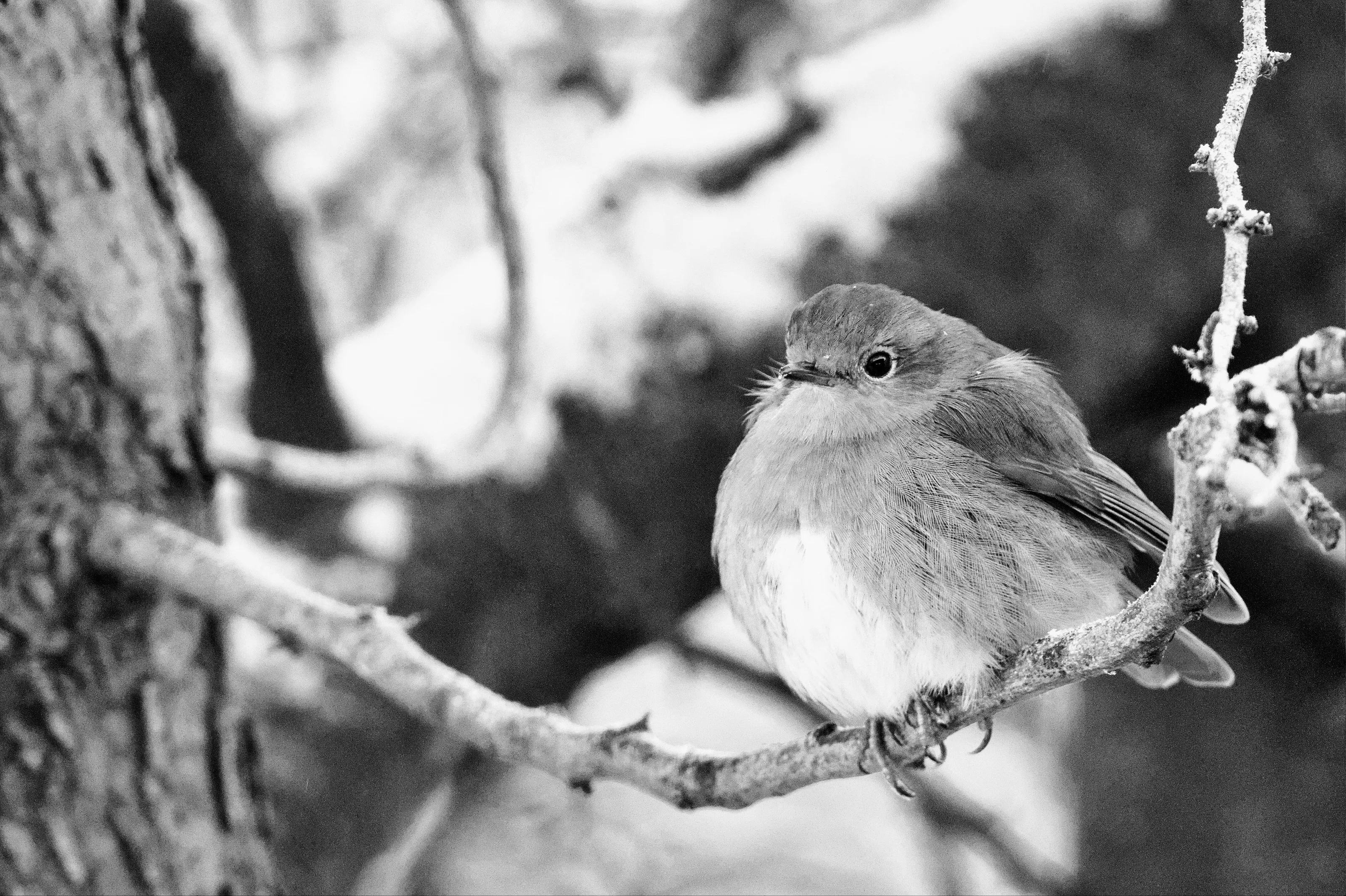Winter Robin