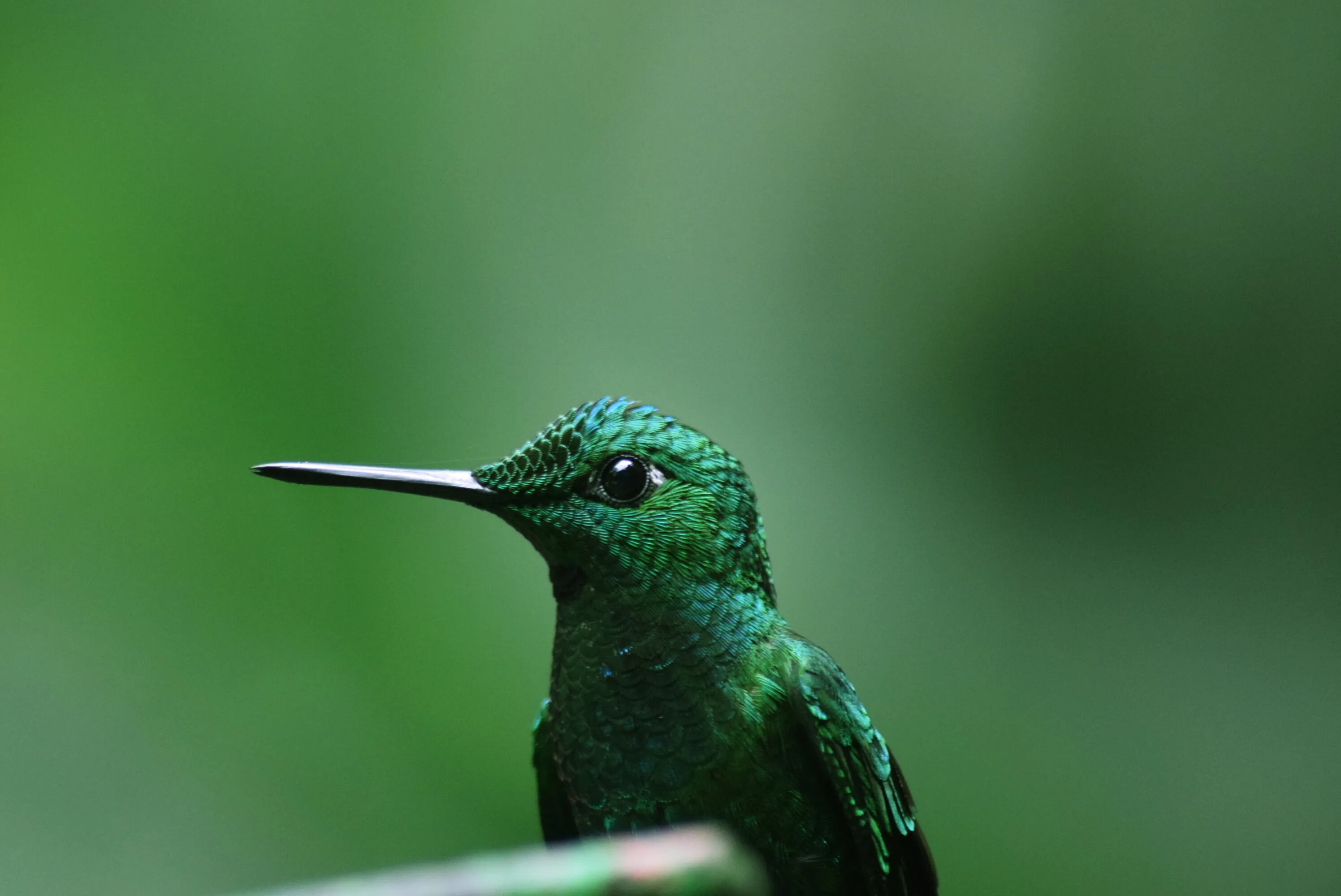 Humming Bird