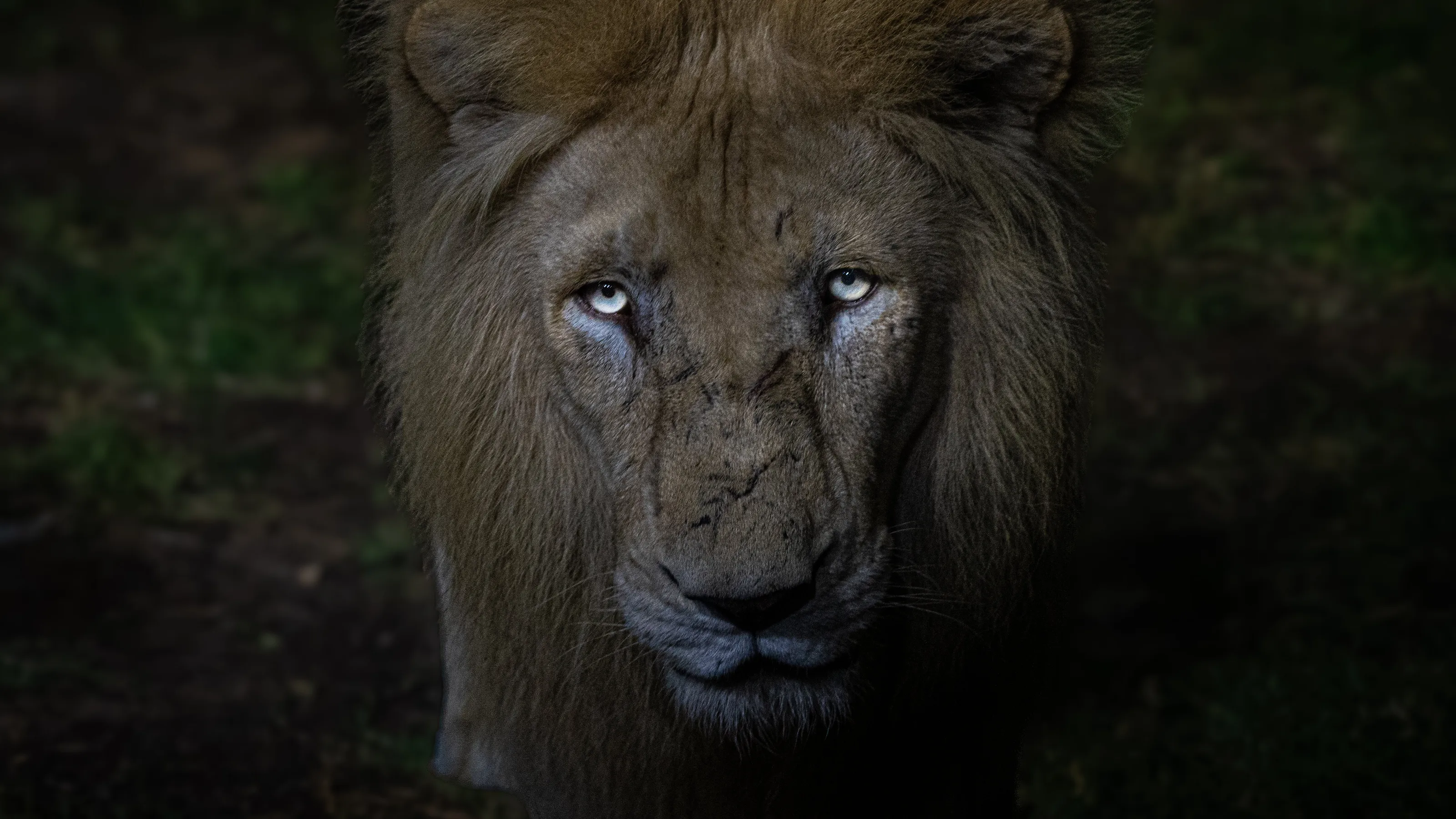 The King's Stare