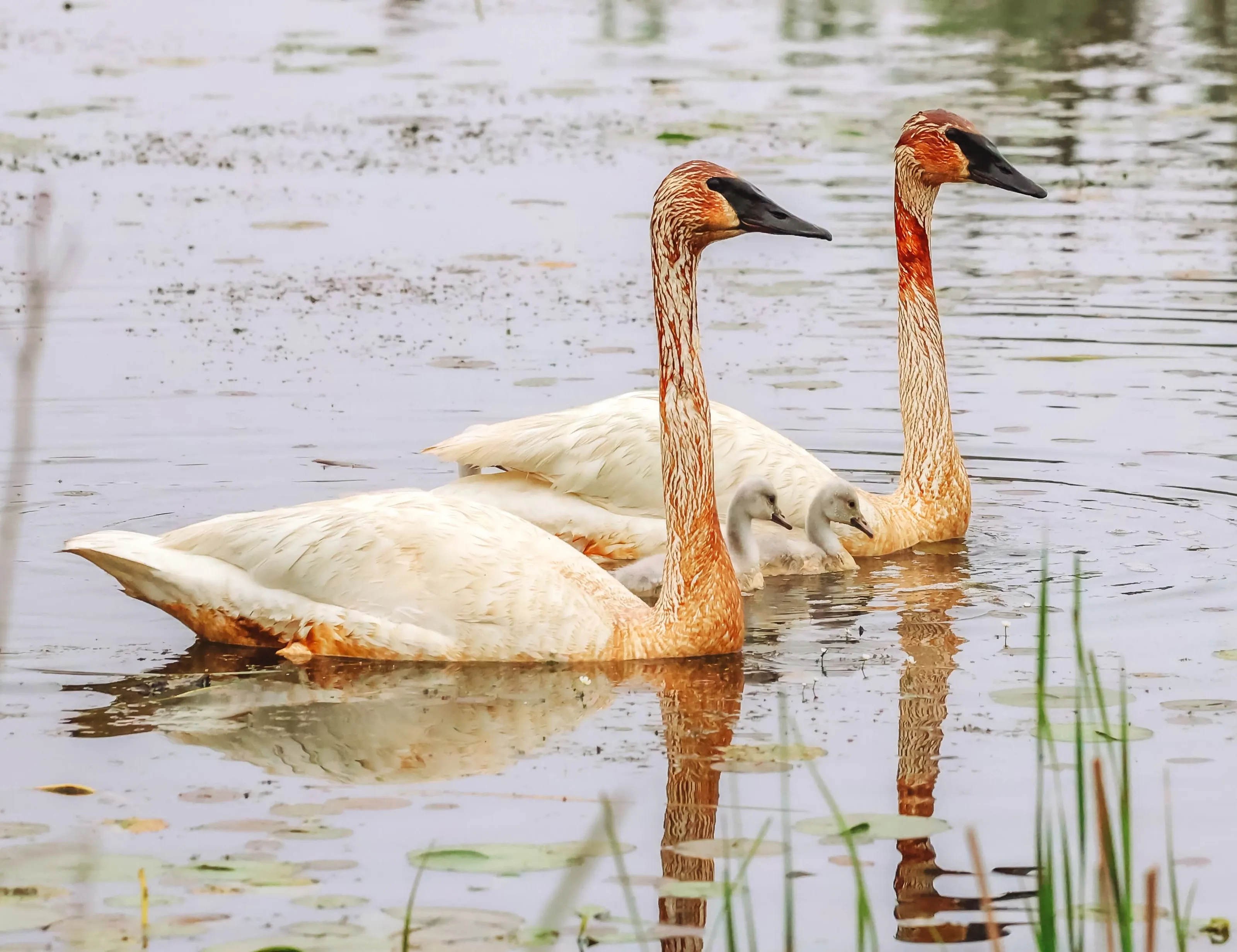 New Swan Parents