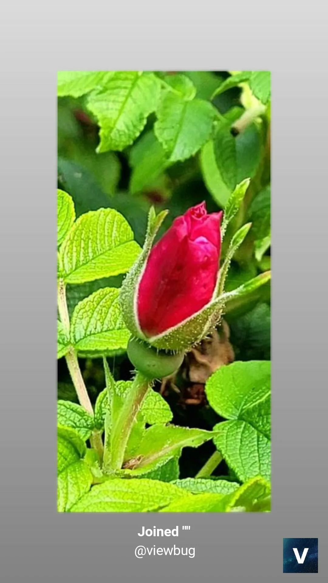 Fall Rose