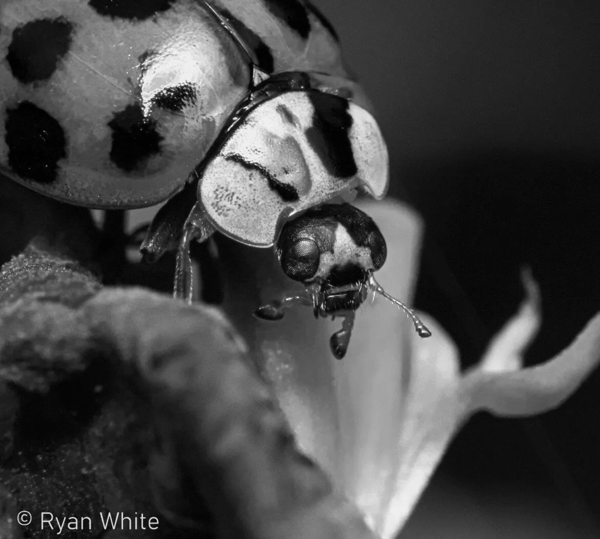 Macro Ladybug