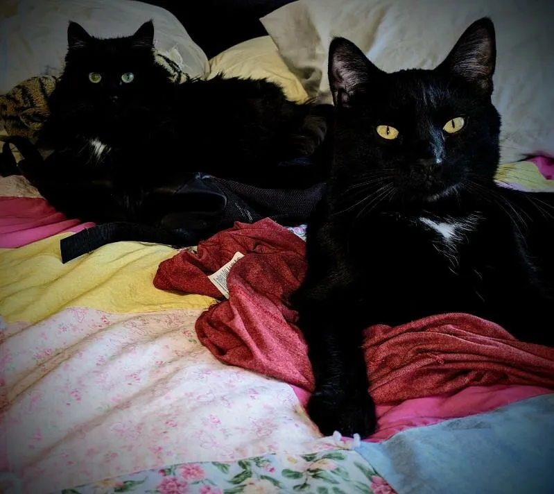 Black beauties