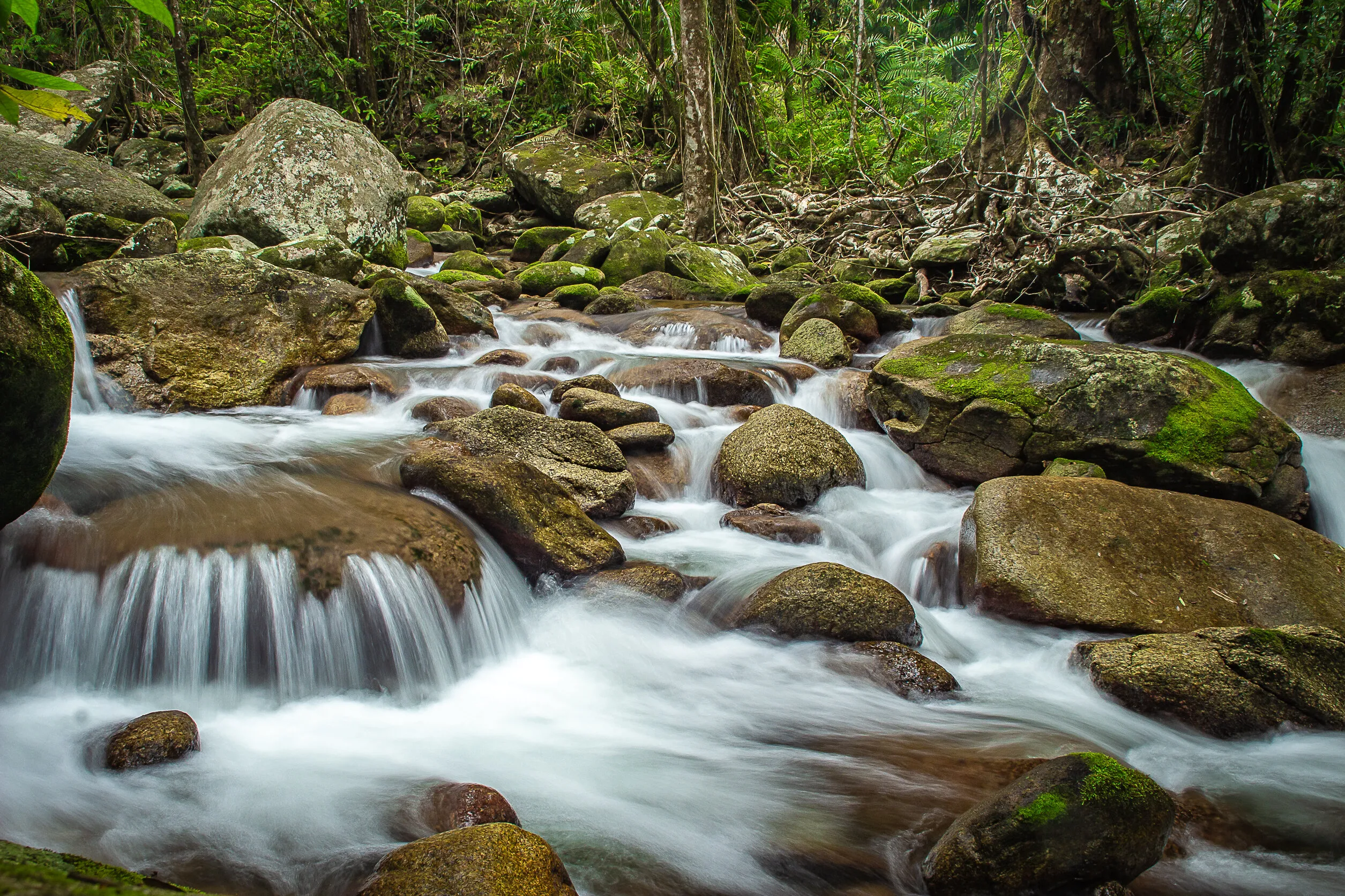 figtree creek