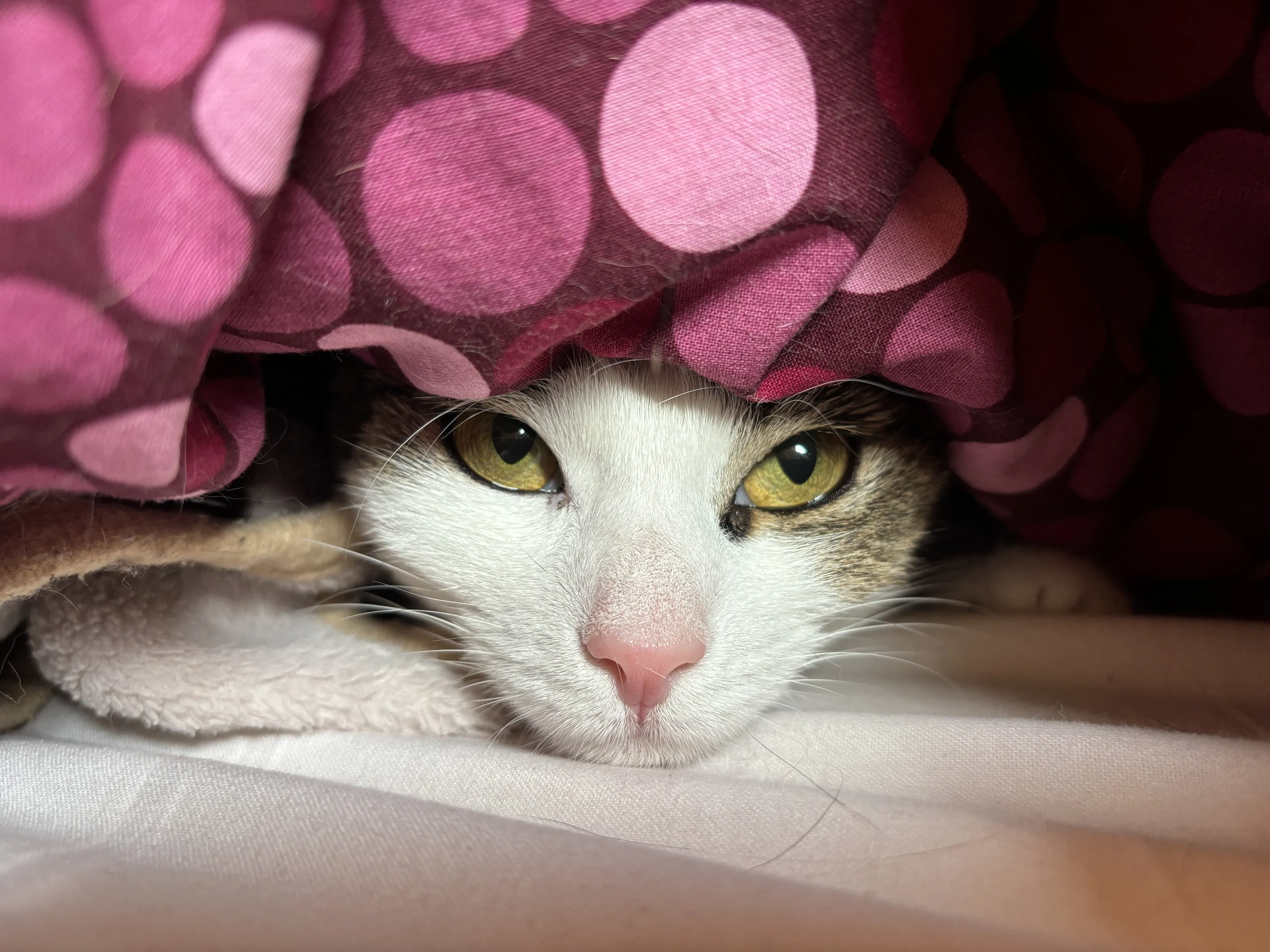 Hiding