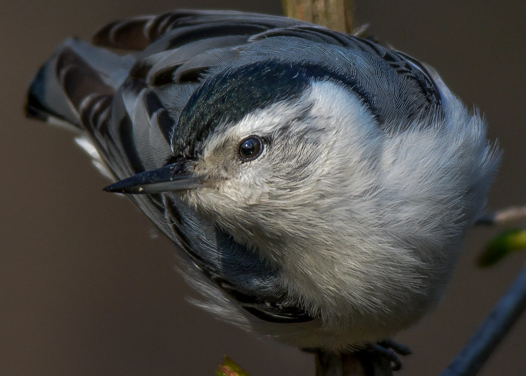 White-breasted Nuthatch