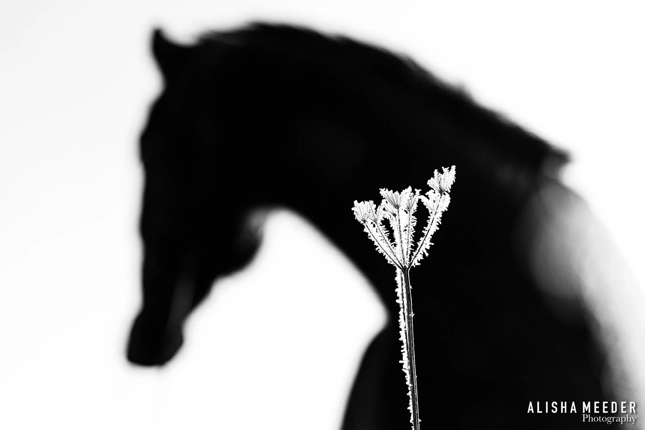 Frost Queen