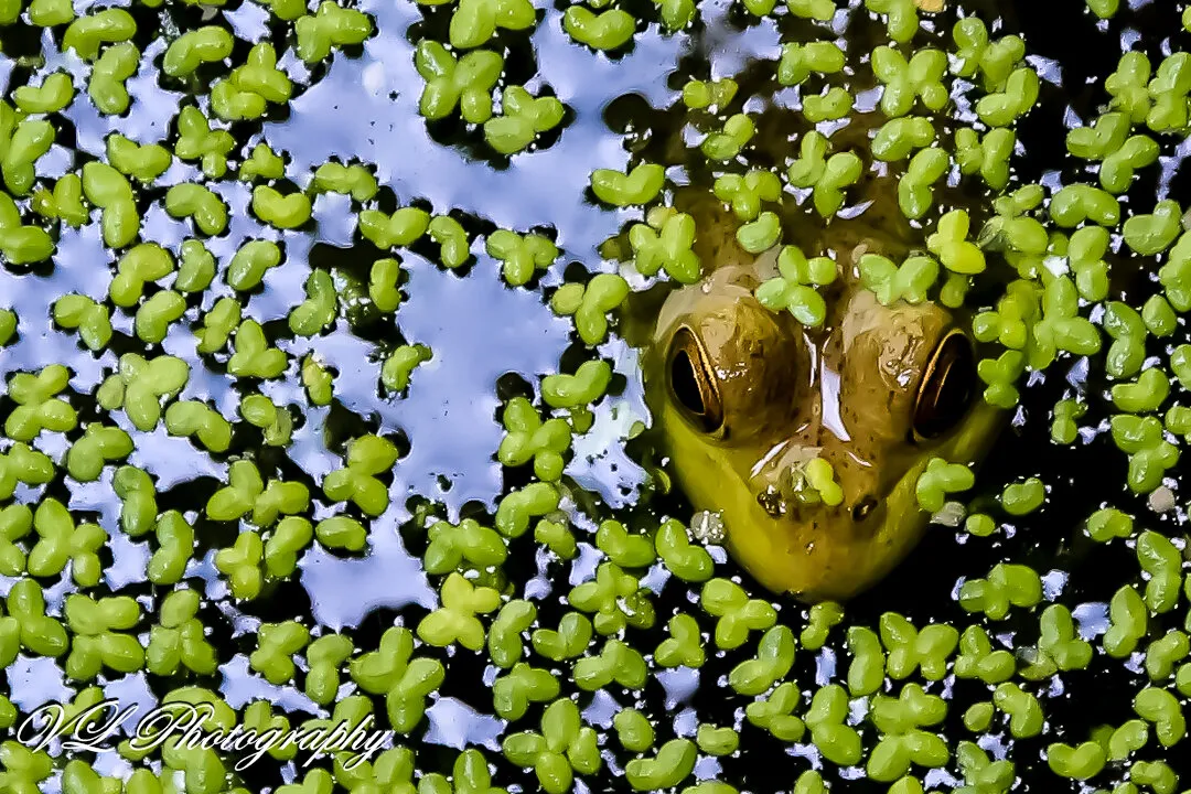 Peek-a-Boo Froggie