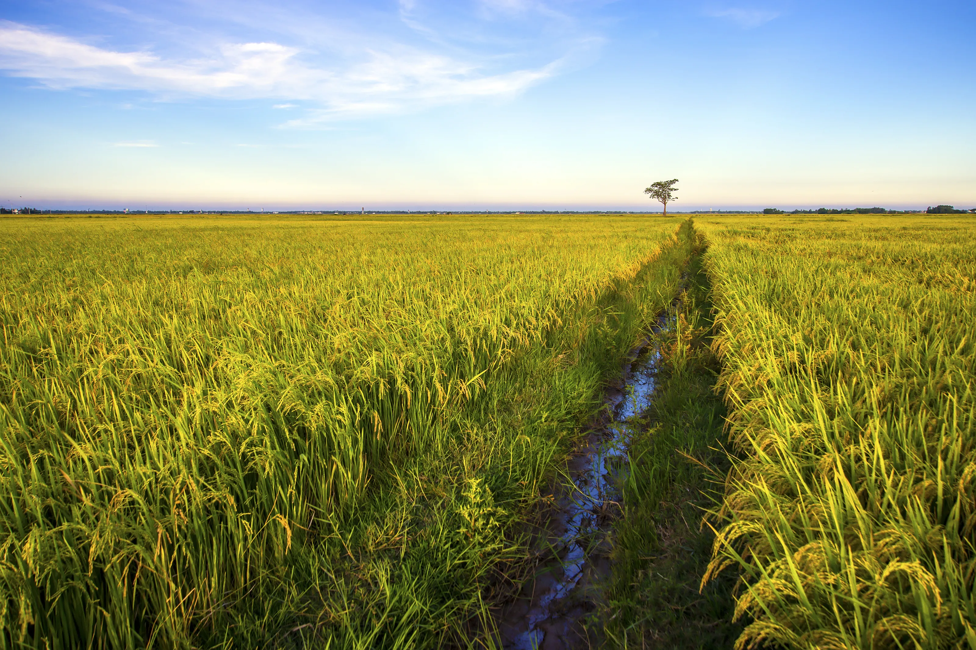 The rice field is golden