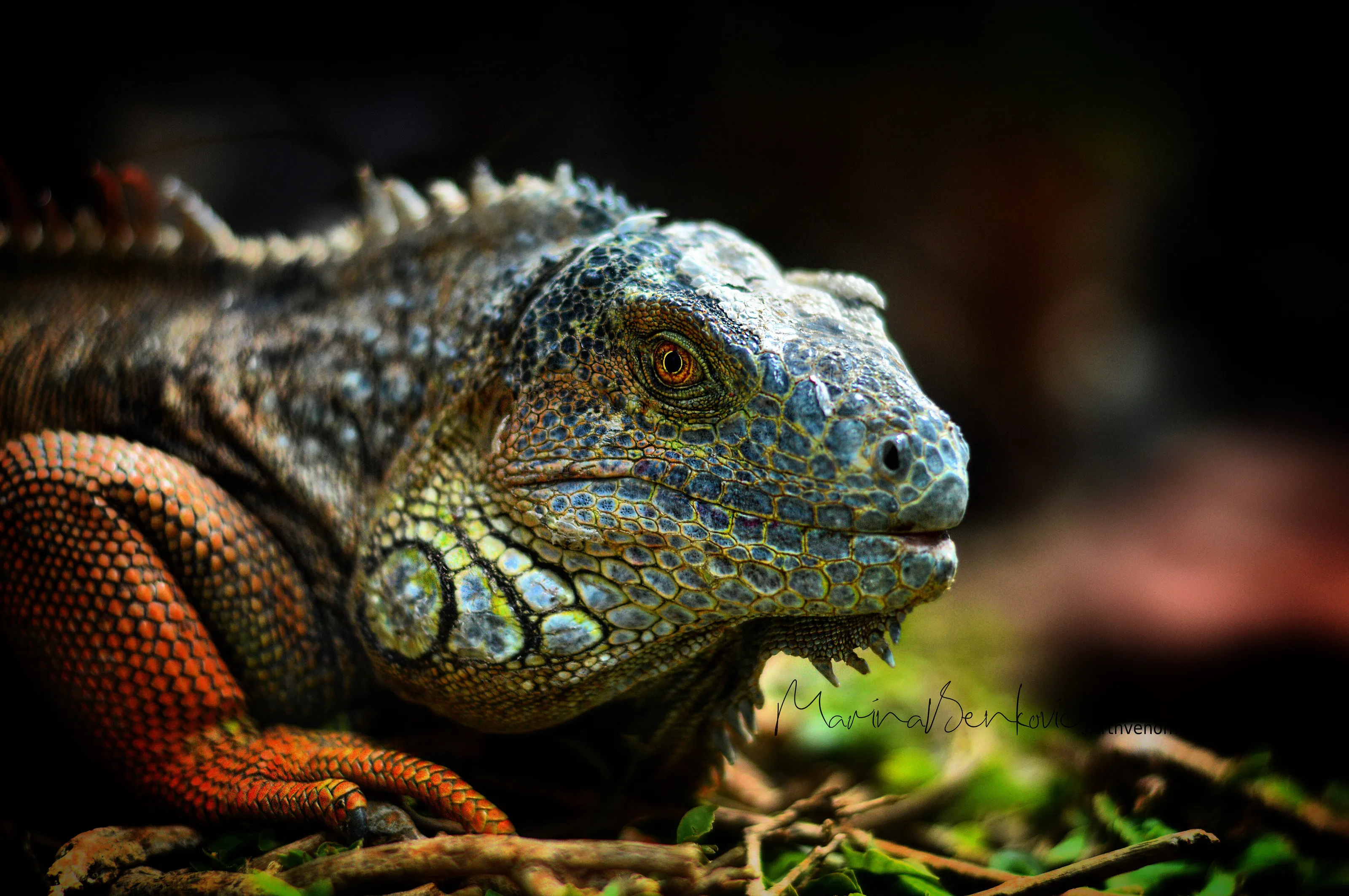 Iguana