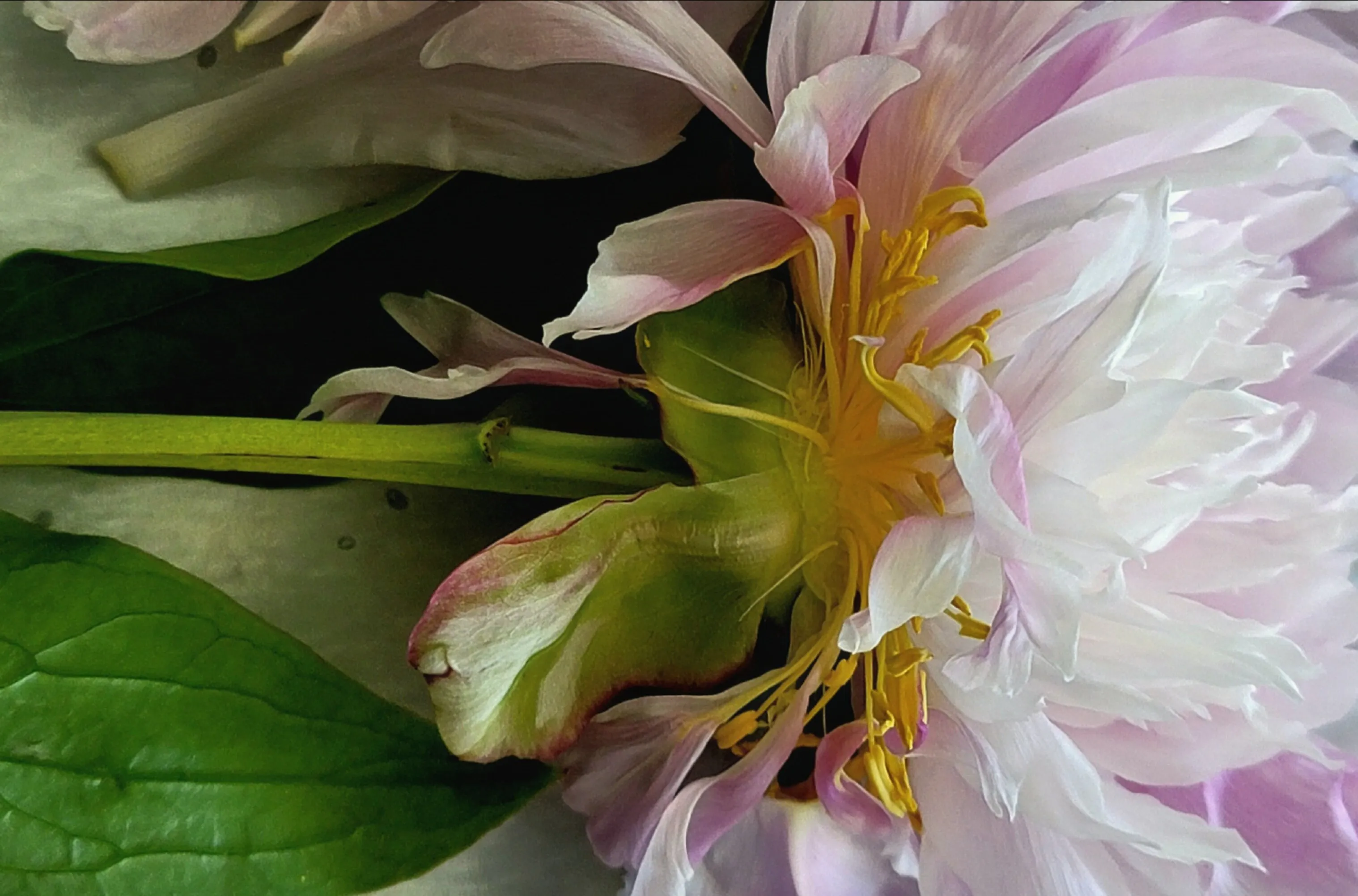 Wilting