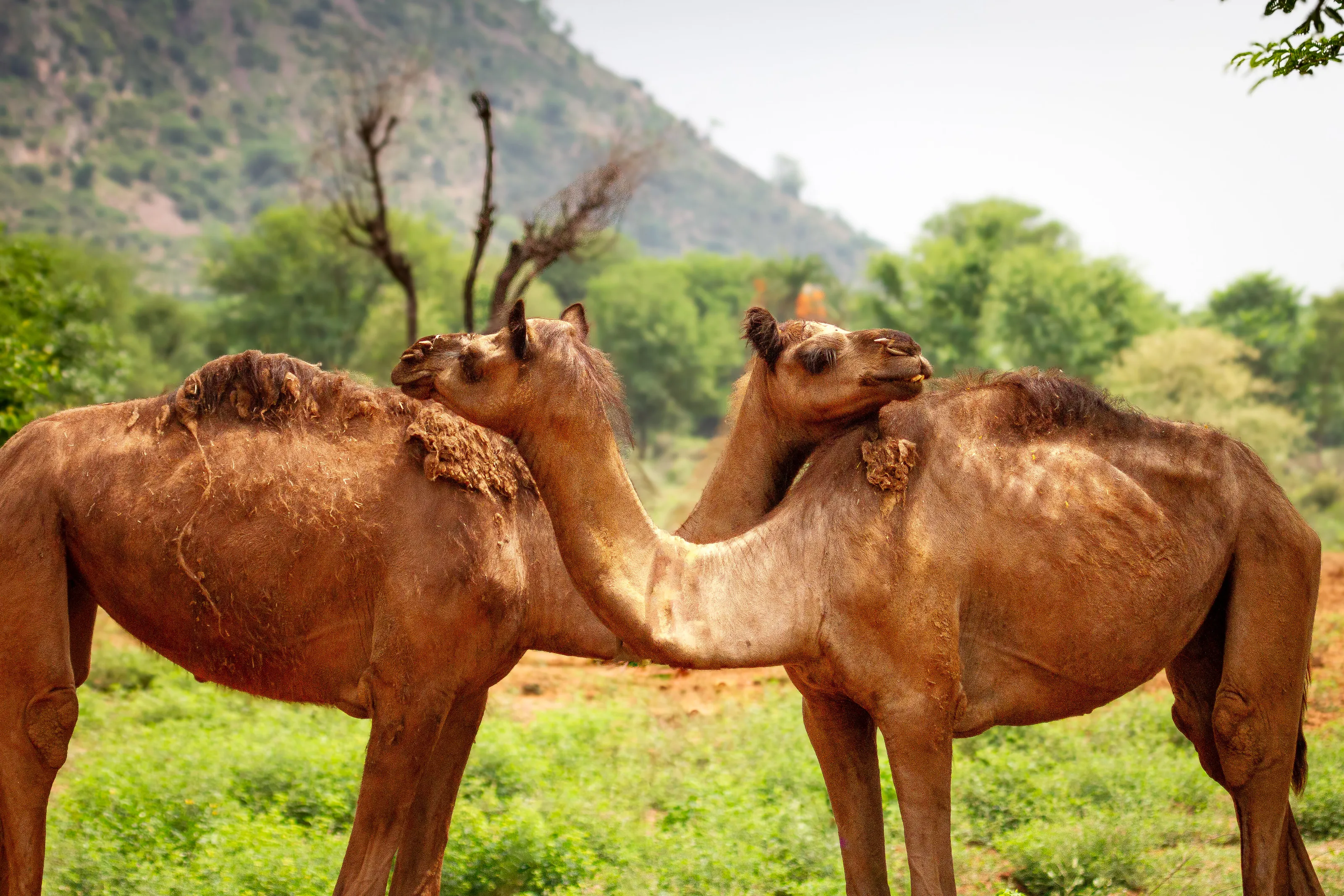 Desert Companions