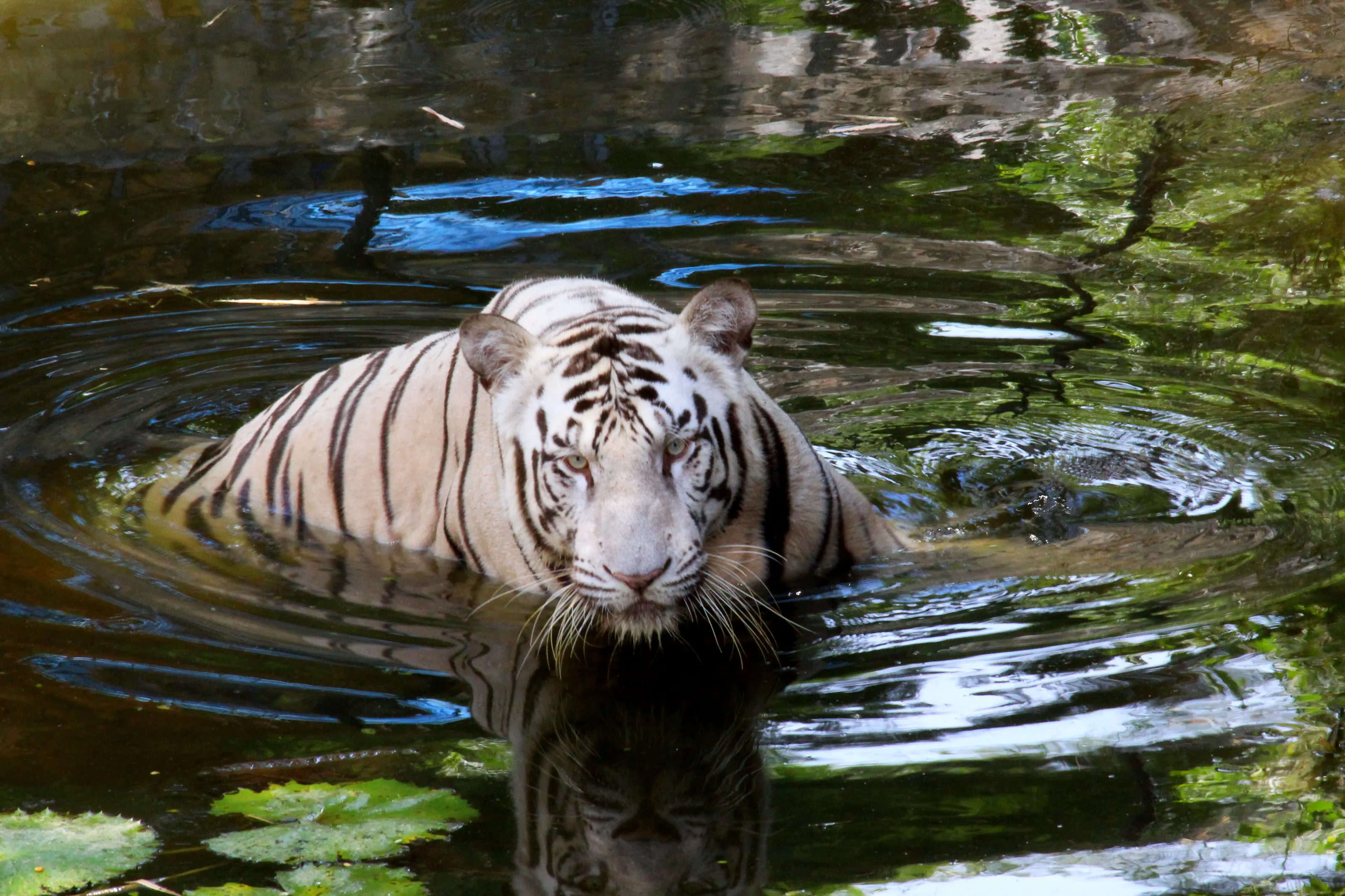 White Tiger