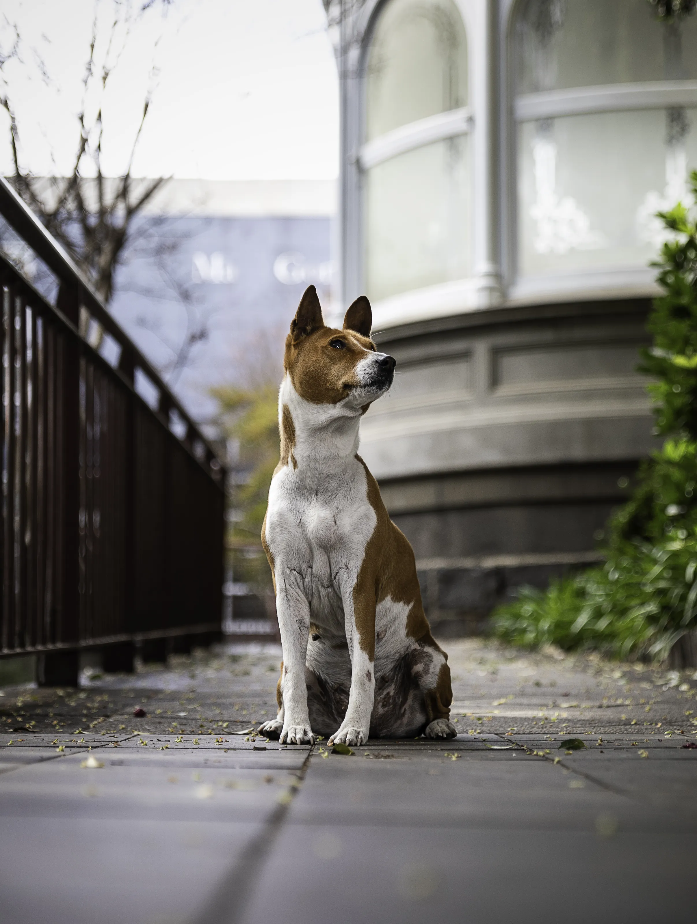 Bathed in Basenji