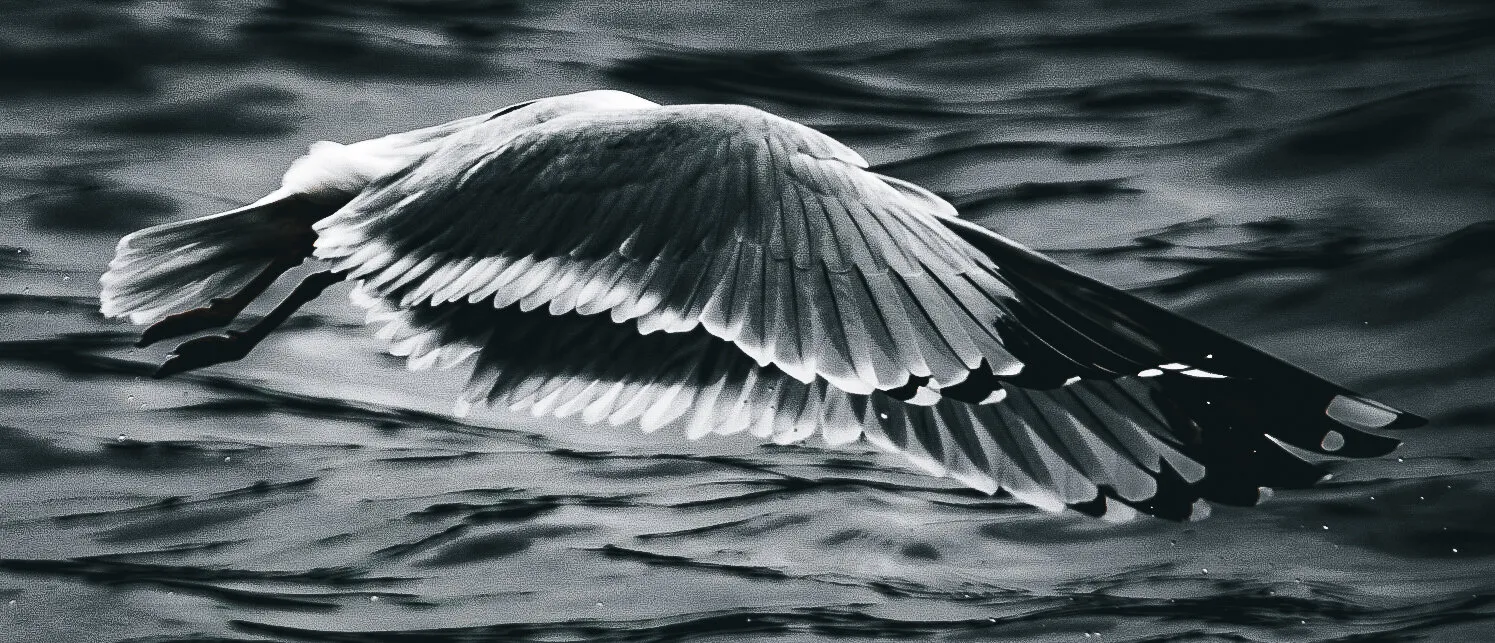 seagull showing off