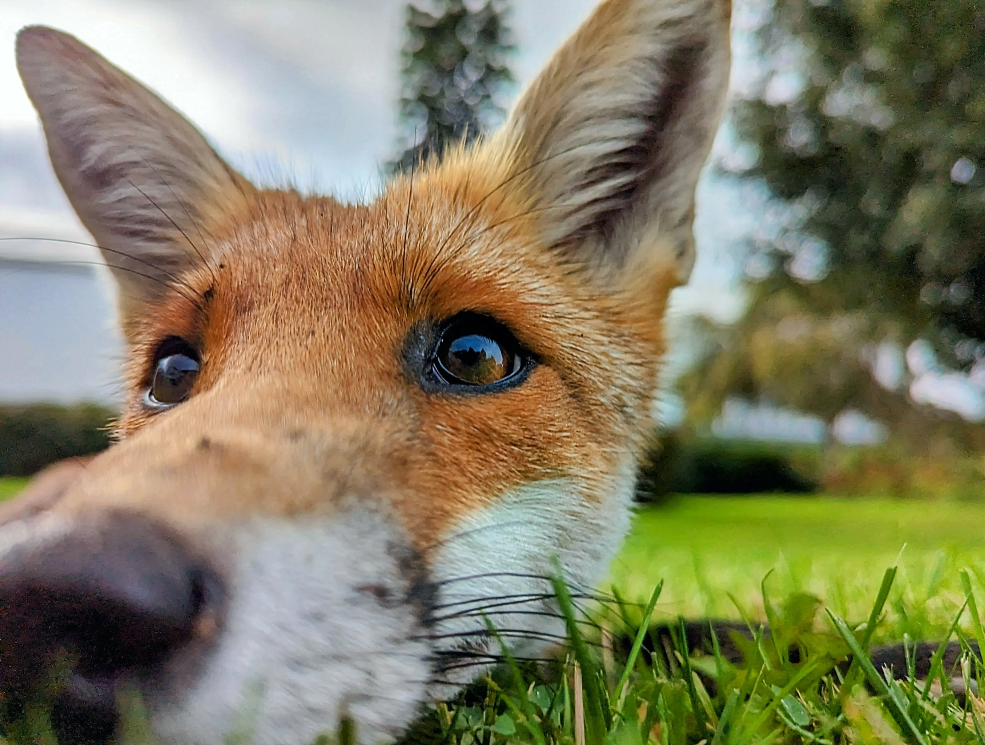 Fantastically cute fox!