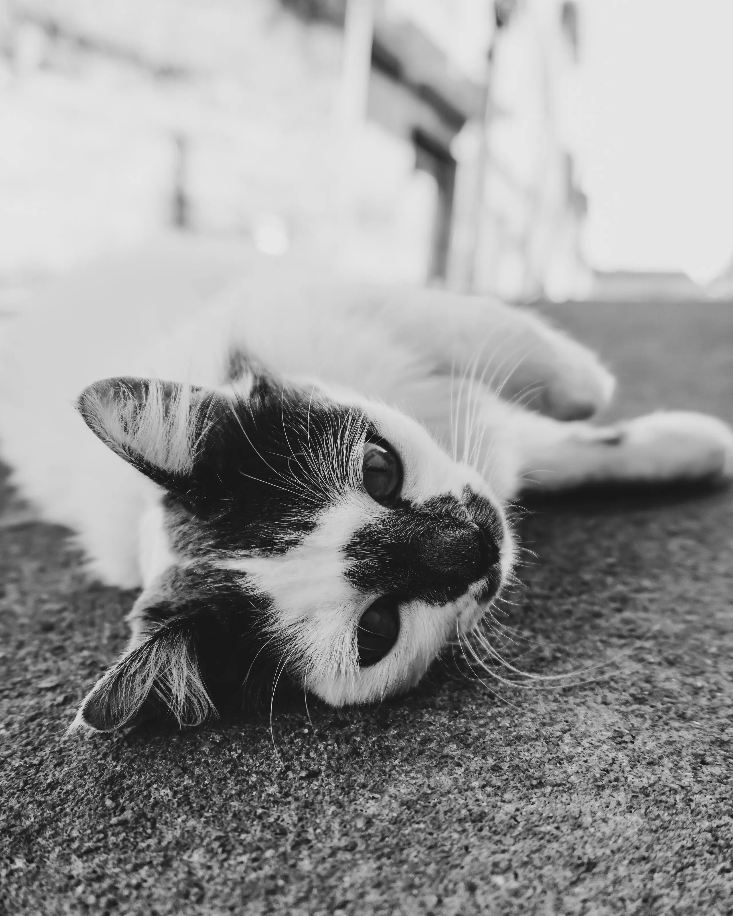 Rested cat