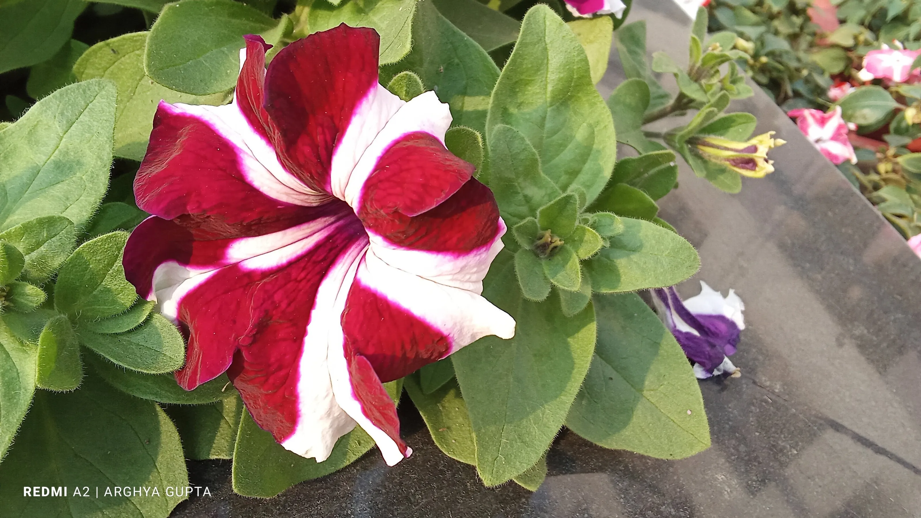 Petunia